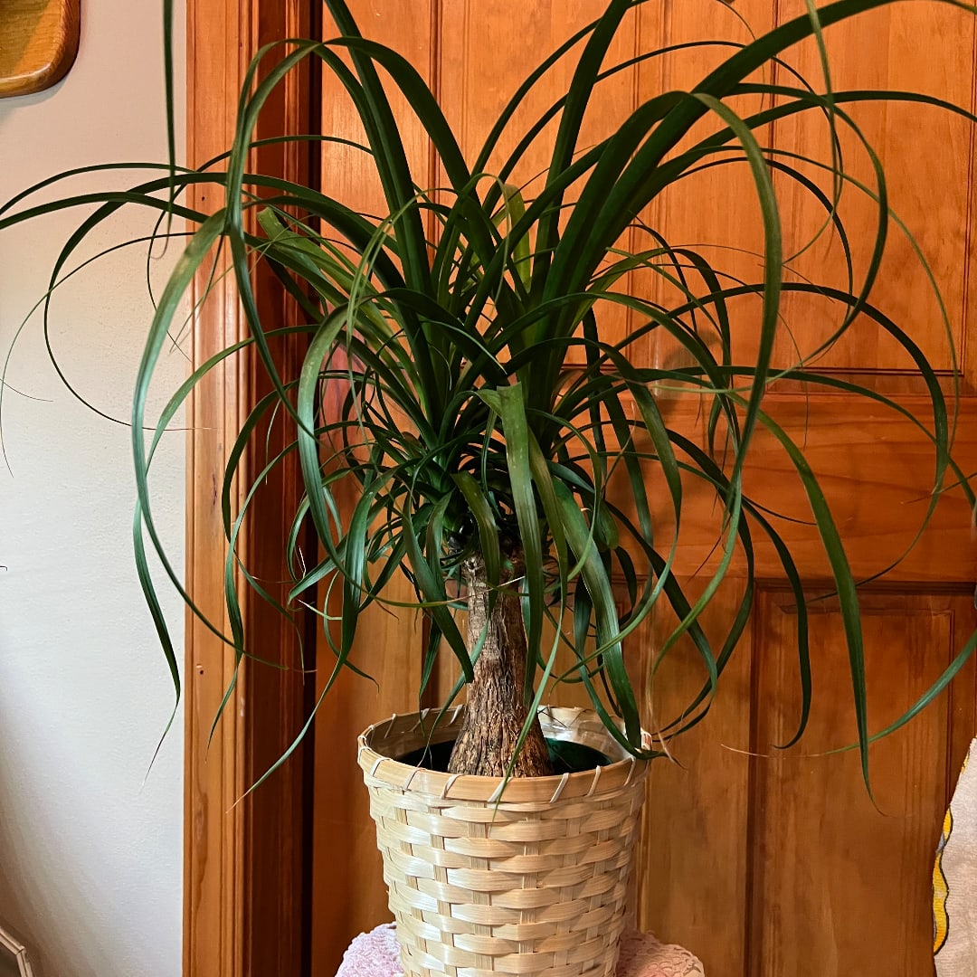 Potted ponytail palm in a woven basket planter