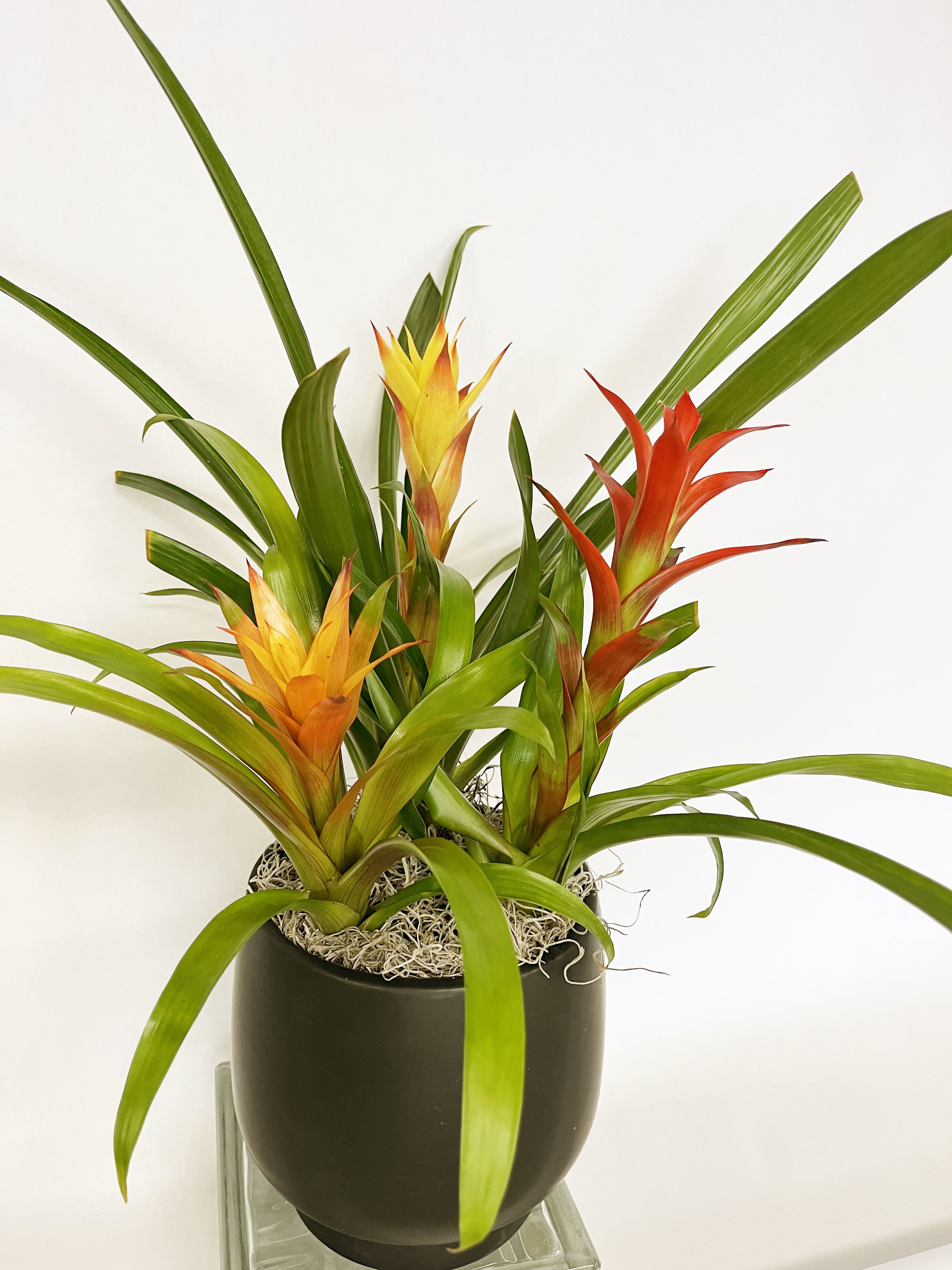 Potted bromeliad plants with orange and yellow blooms