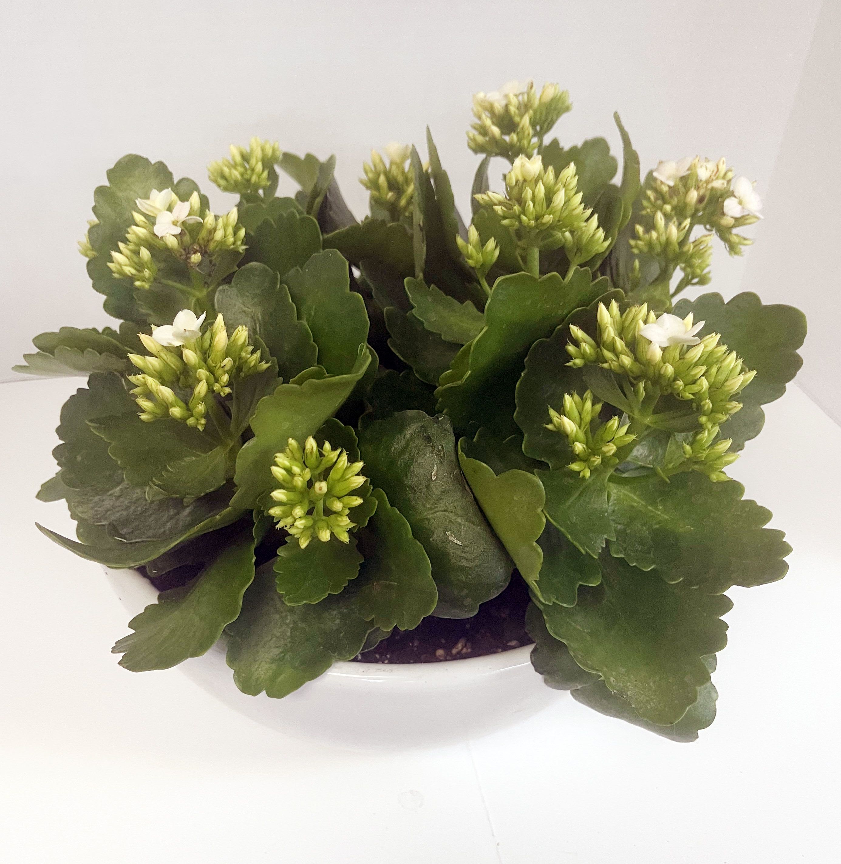 Potted succulent plant with thick green leaves and small white flowers