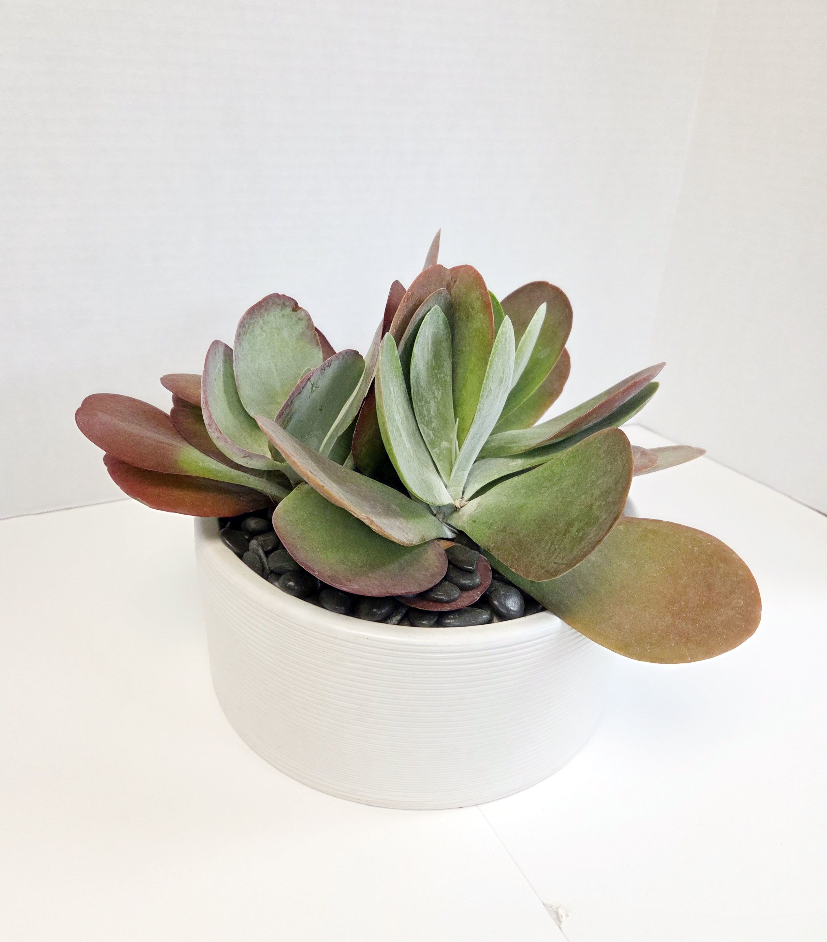 Potted succulent arrangement in a white bowl with black stones