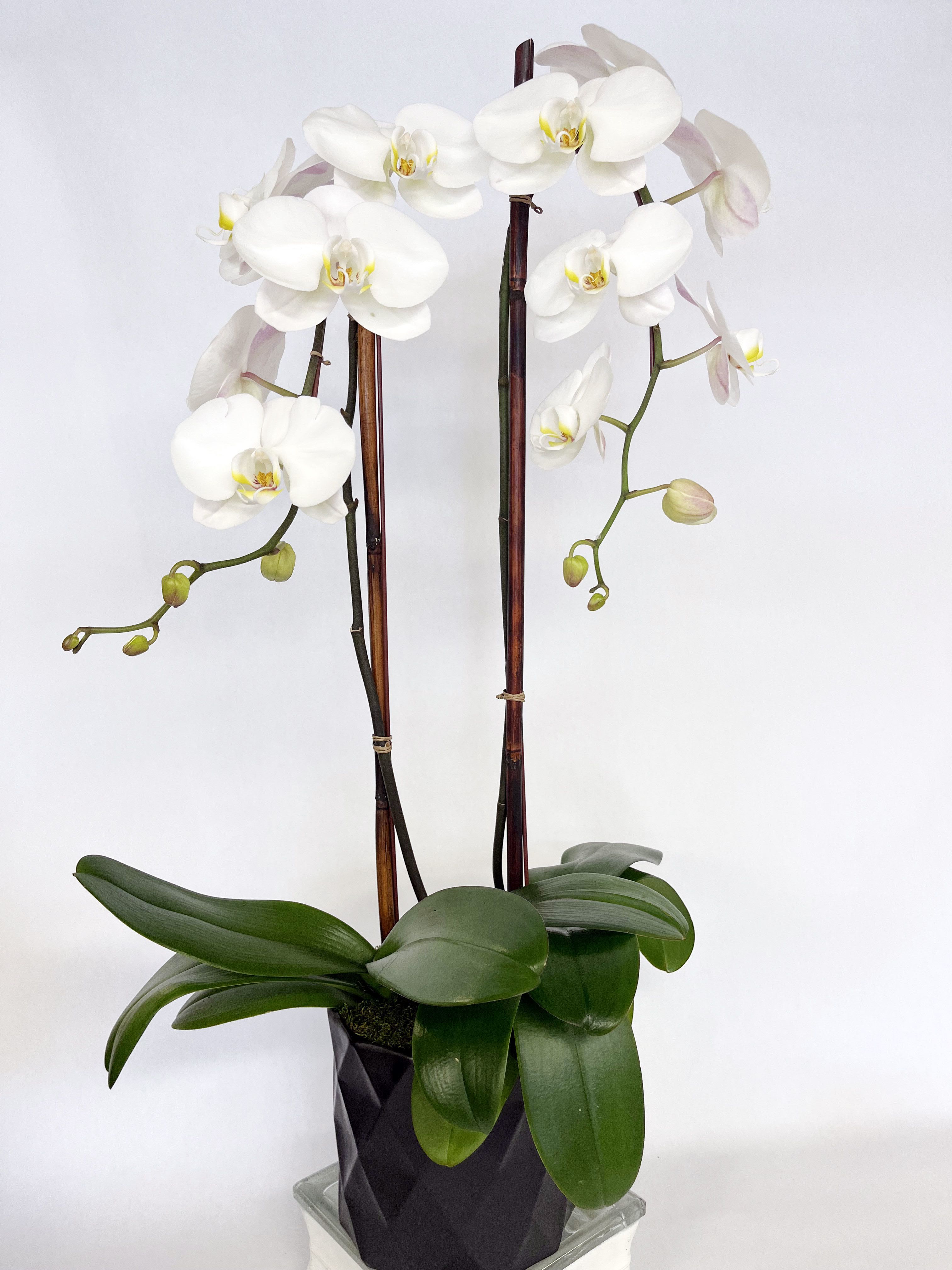 White orchid plant in a black pot with tall support stakes