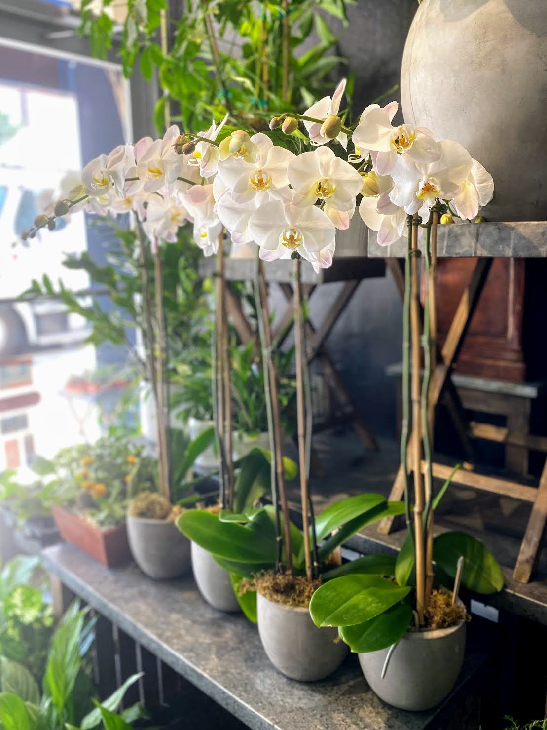 Row of white orchid plants in small gray pots on a shelf