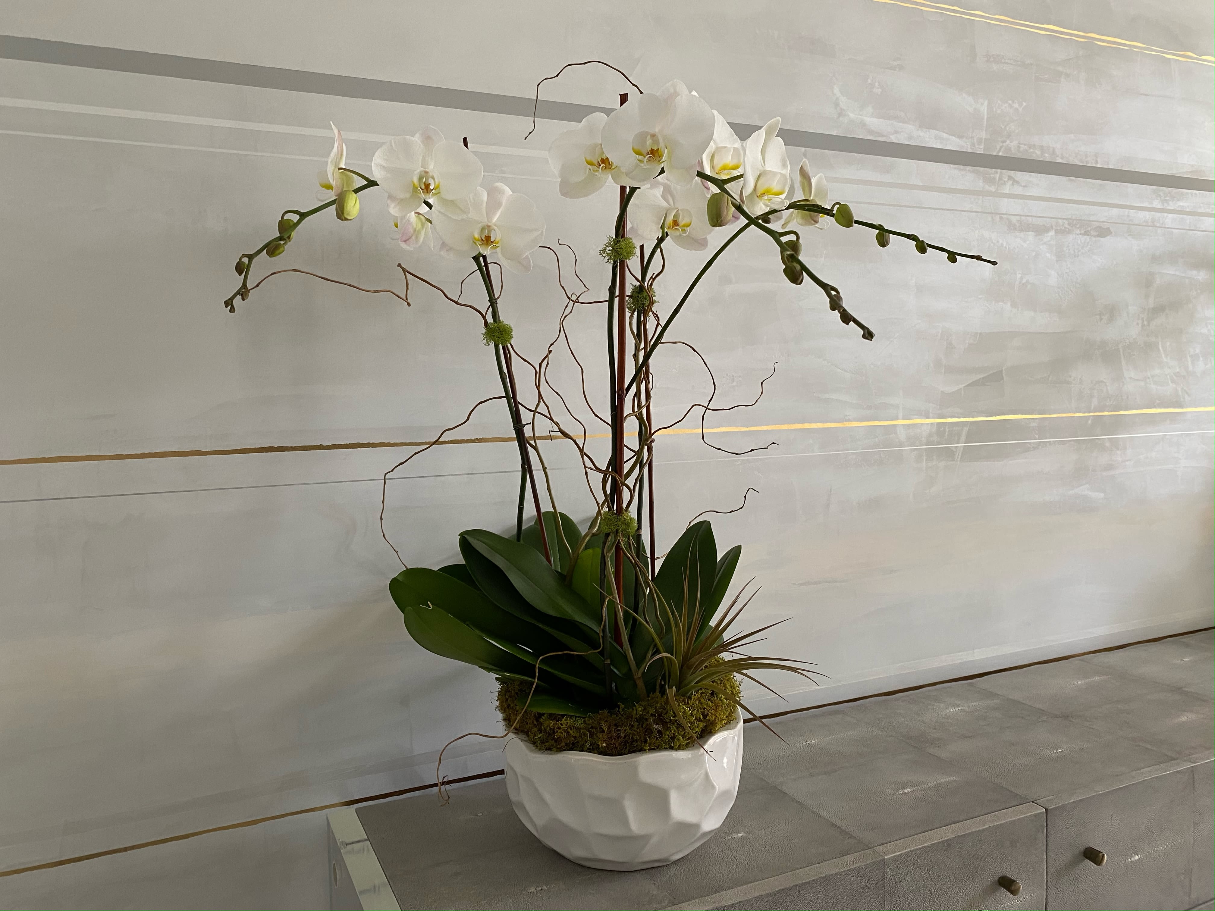 White orchid arrangement in a white ceramic bowl