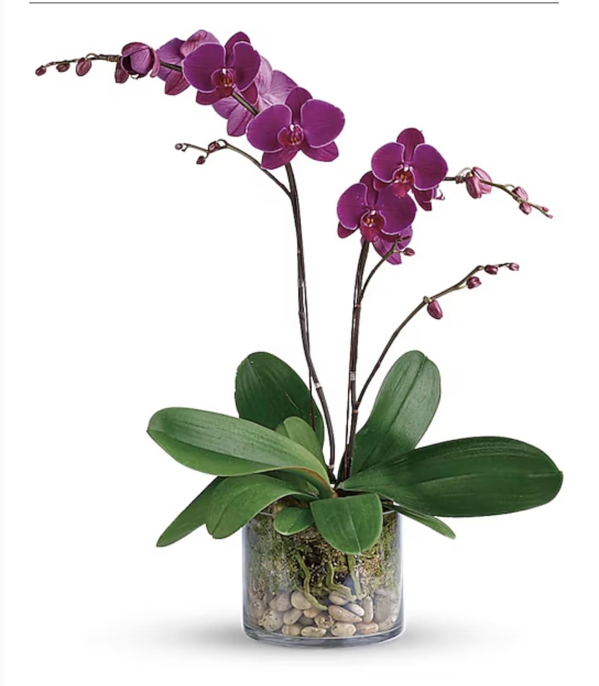 Orchid purple - Vivid purple Phalaenopsis orchids arch gracefully above glossy green leaves, making this orchid plant an elegant gift for birthdays, anniversaries, or to brighten an office or home. The saturated purple blooms and crisp white accents create an immediate sense of refinement - the kind of arrangement that makes the person you're thinking of feel truly seen.  Set in a clear cylindrical glass vase layered with pebbles and moss-like material, the presentation is clean and modern. The single potted orchid offers long-lasting blooms on arching stems and a low-maintenance display that suits a desk, table, or windowsill. Care is simple: bright, indirect light and occasional watering so the roots stay lightly moist; this is a polished, enduring accent that keeps giving.