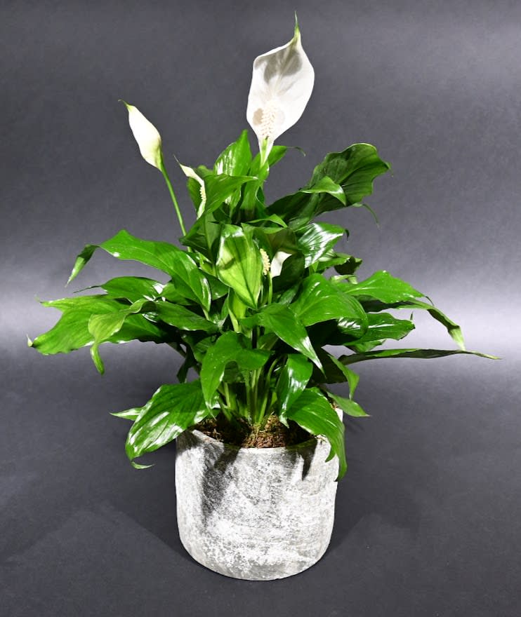 Potted peace lily plant with white blooms and glossy green foliage in a gray cylindrical pot