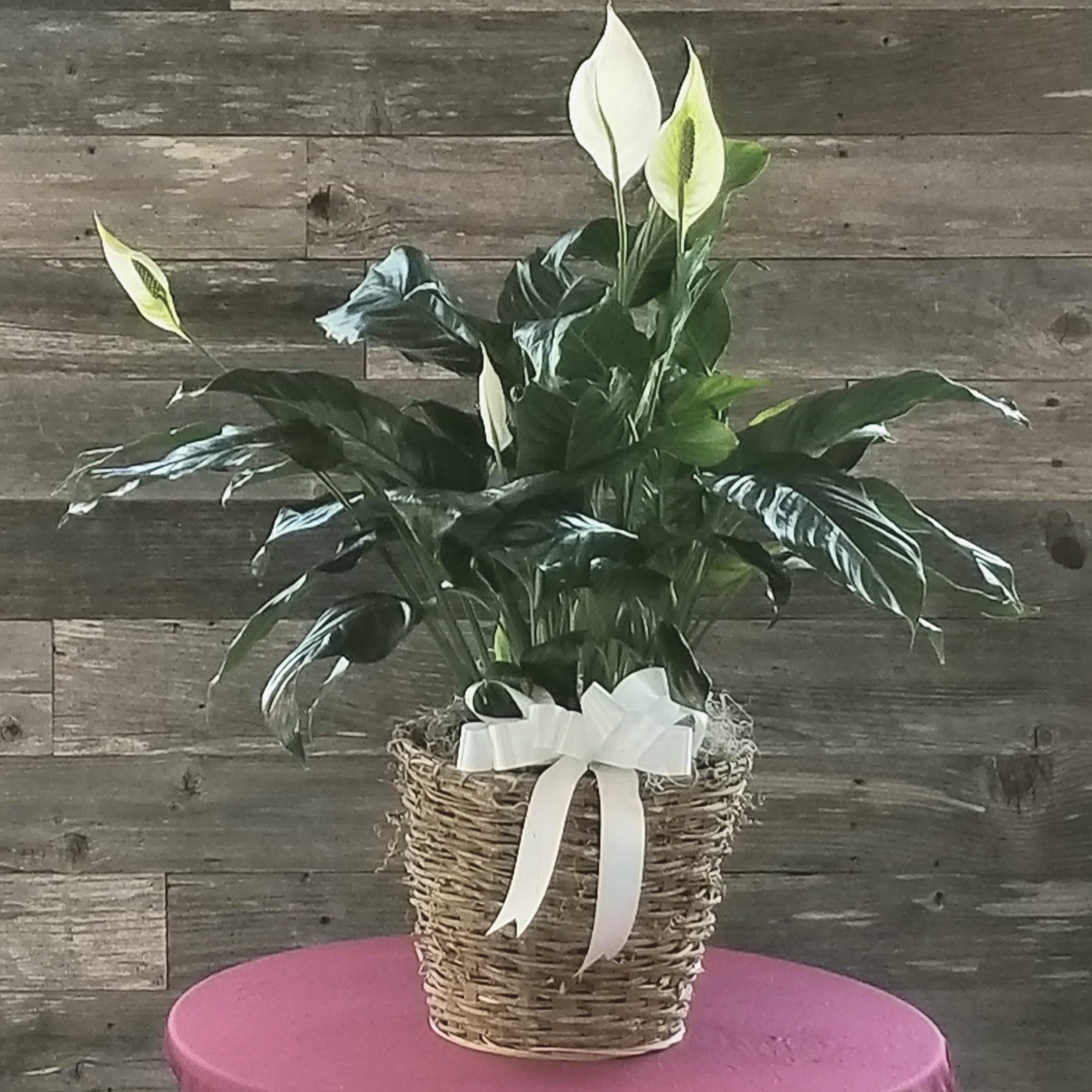 Potted peace lily in a woven basket with a white ribbon