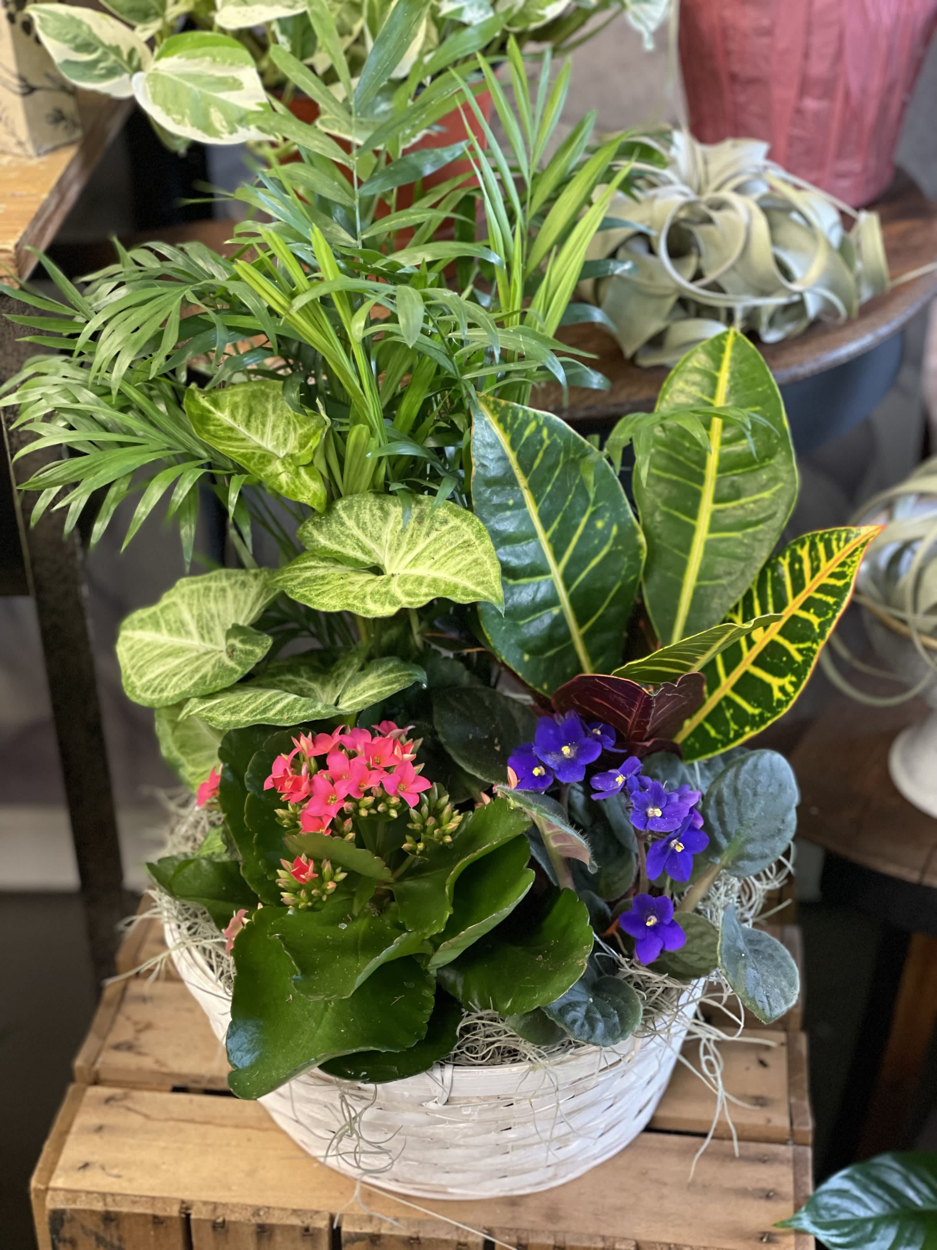 Mixed potted plants and small flowering plants in a white basket