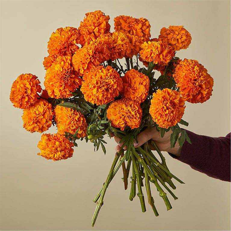 Marigolds - Sublimely orange and long-lasting marigolds bring a subtle frill and ritual to Dia de muertos