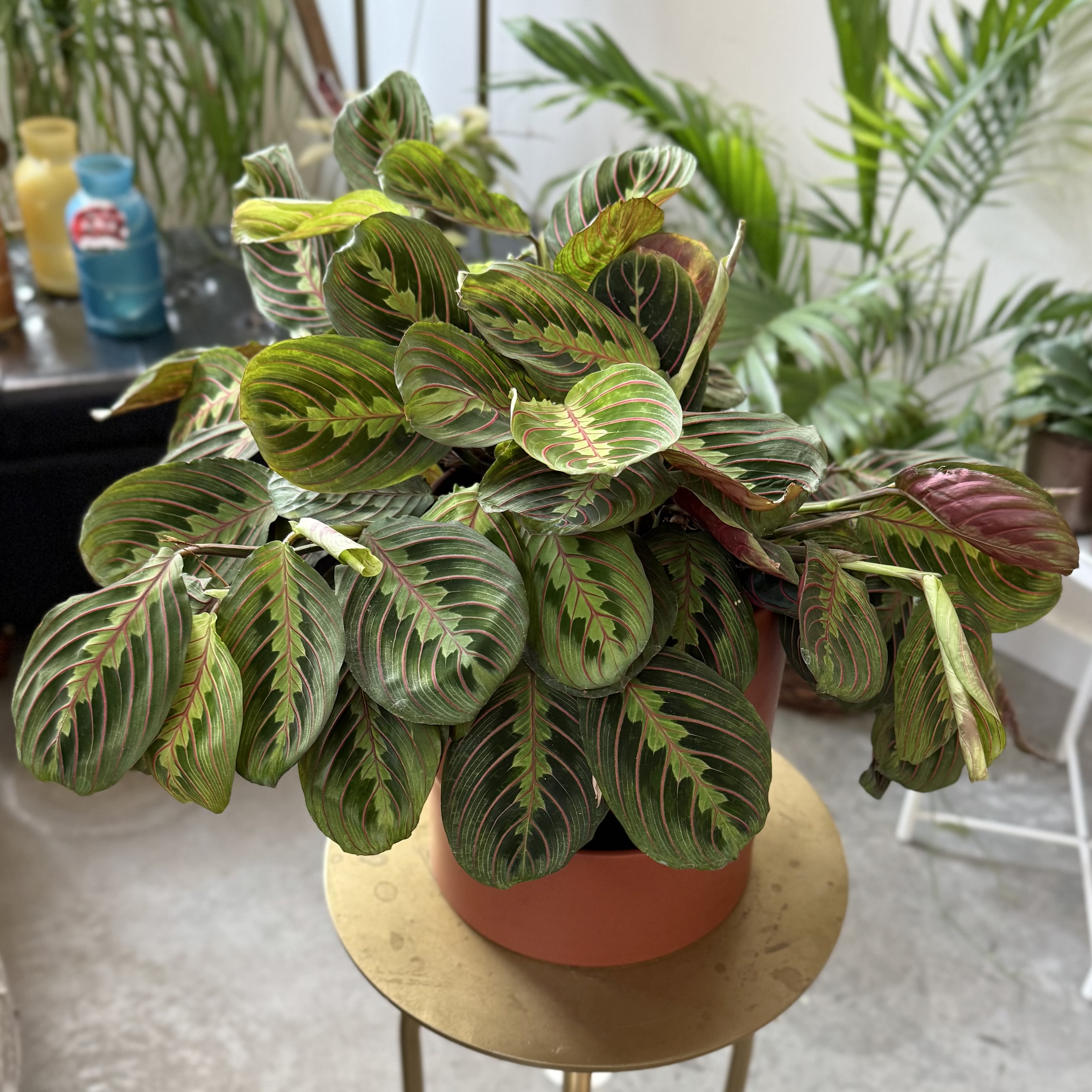 Potted prayer plant with striped green and pink leaves