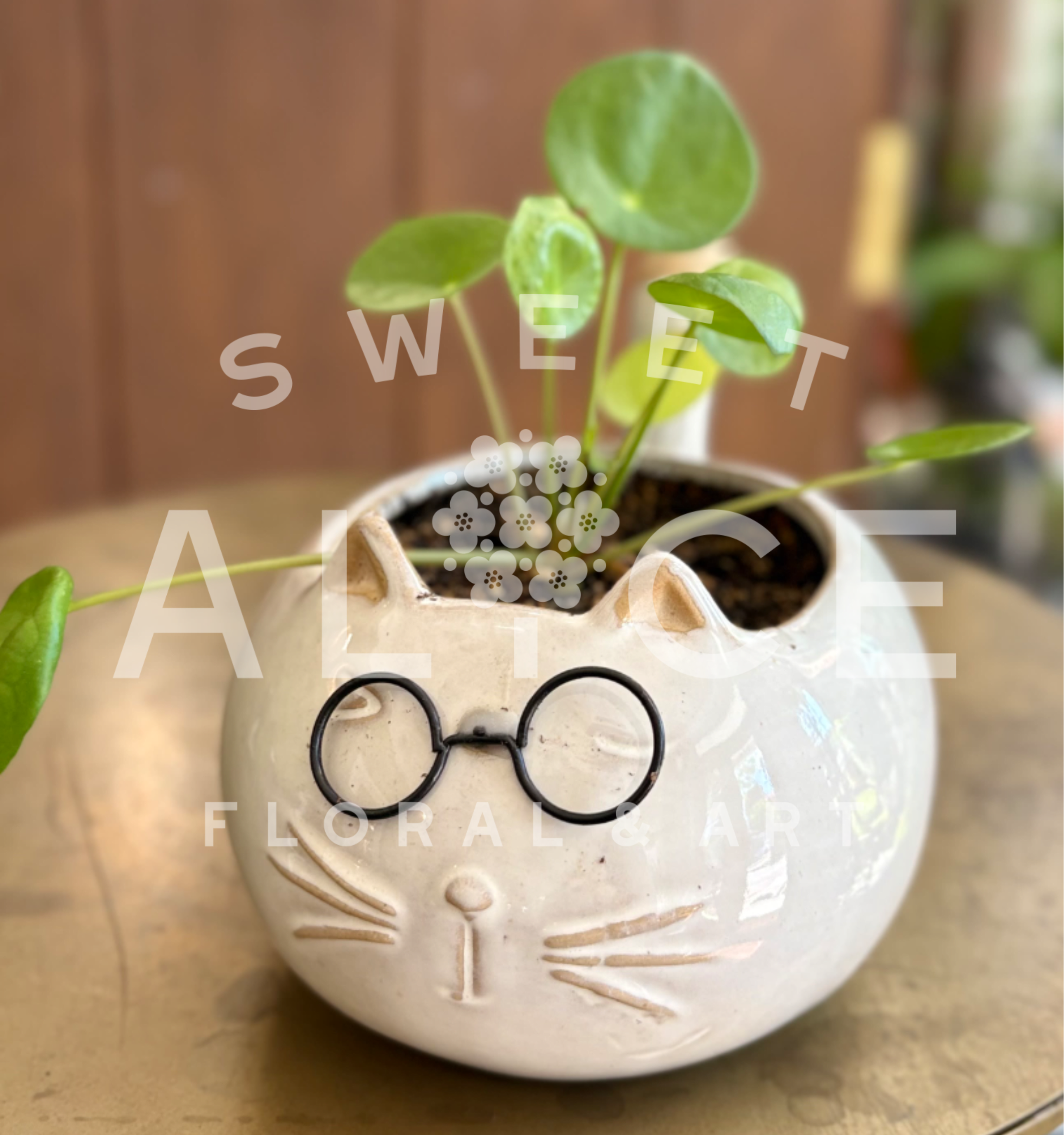 Purr-fect Pilea - A playful, cat-faced ceramic pot paired with a lively, little pilea plant.  Adds a touch of whimsy to any space.  Purr-fect for the cat lovers in your life.