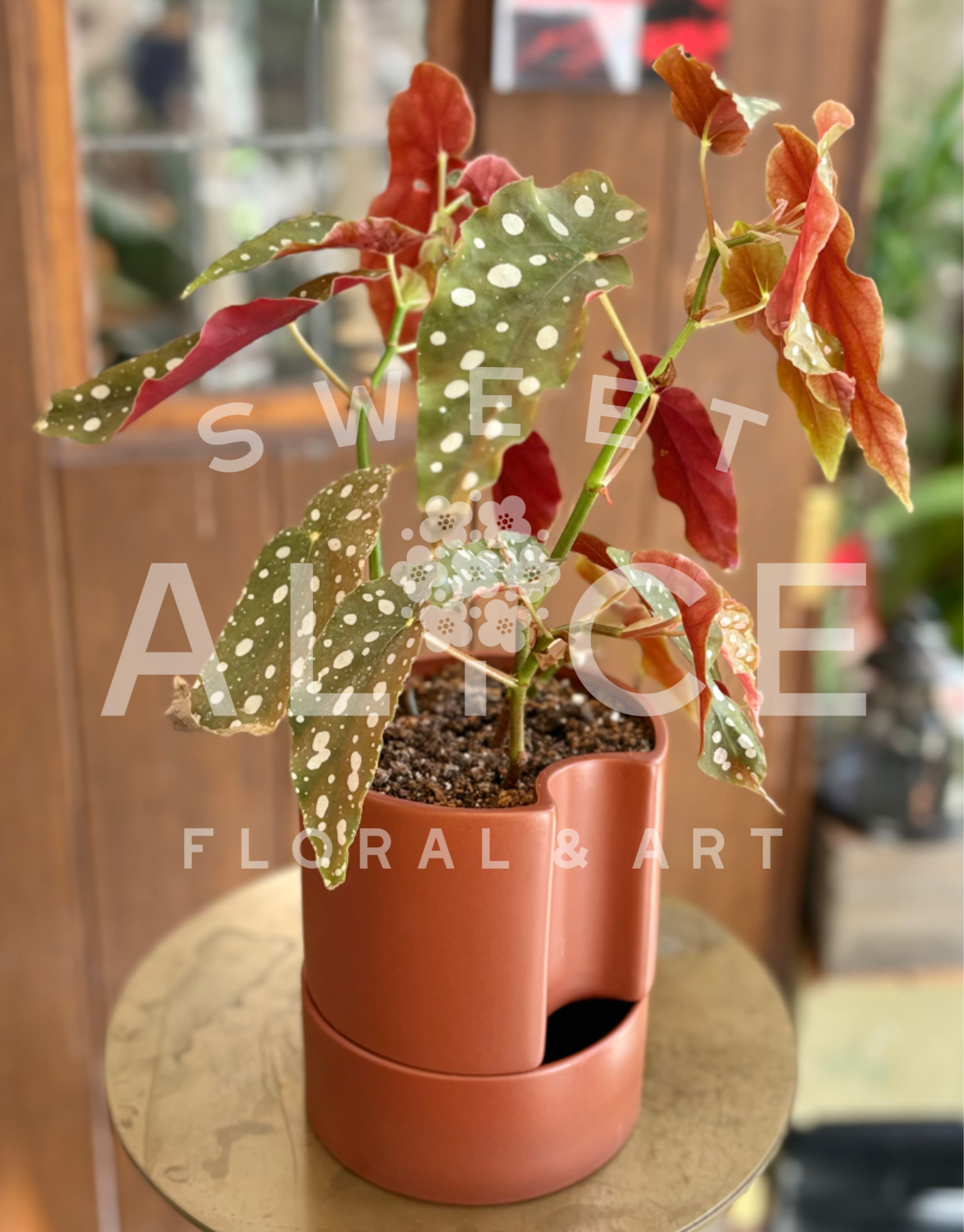 Sexy Rexy - Add spice to life with this beautiful spotted begonia plant.  Planted in a 6" self-watering planter, this low maintenance plant is the perfect way to modernize any space with a playful splash of color.
