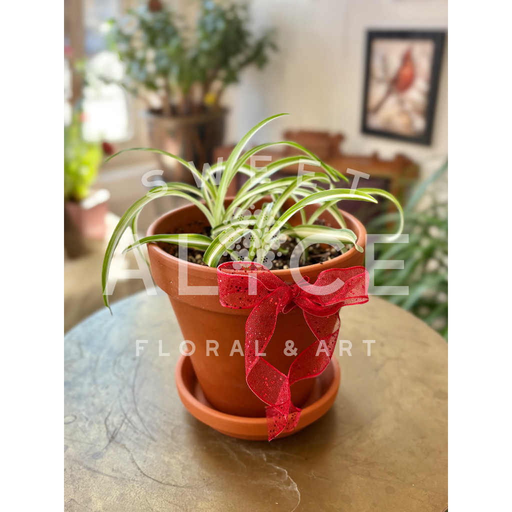 Spider plant in a terracotta pot with a red ribbon