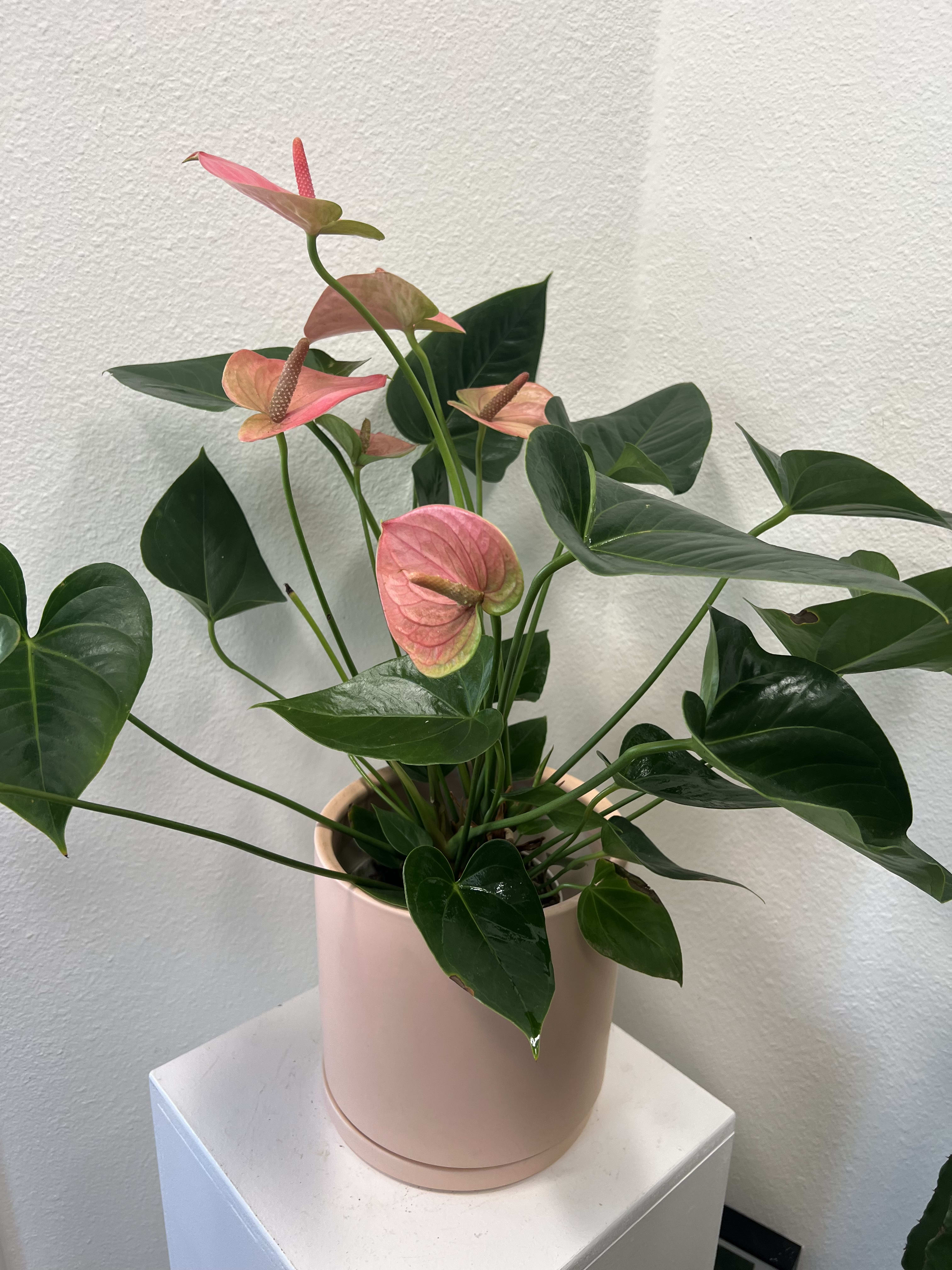 All hearts - A beautiful and easy to care for anthurium plant in a stylish pot.   *if you prefer a different color pot, please note in special instructions. 