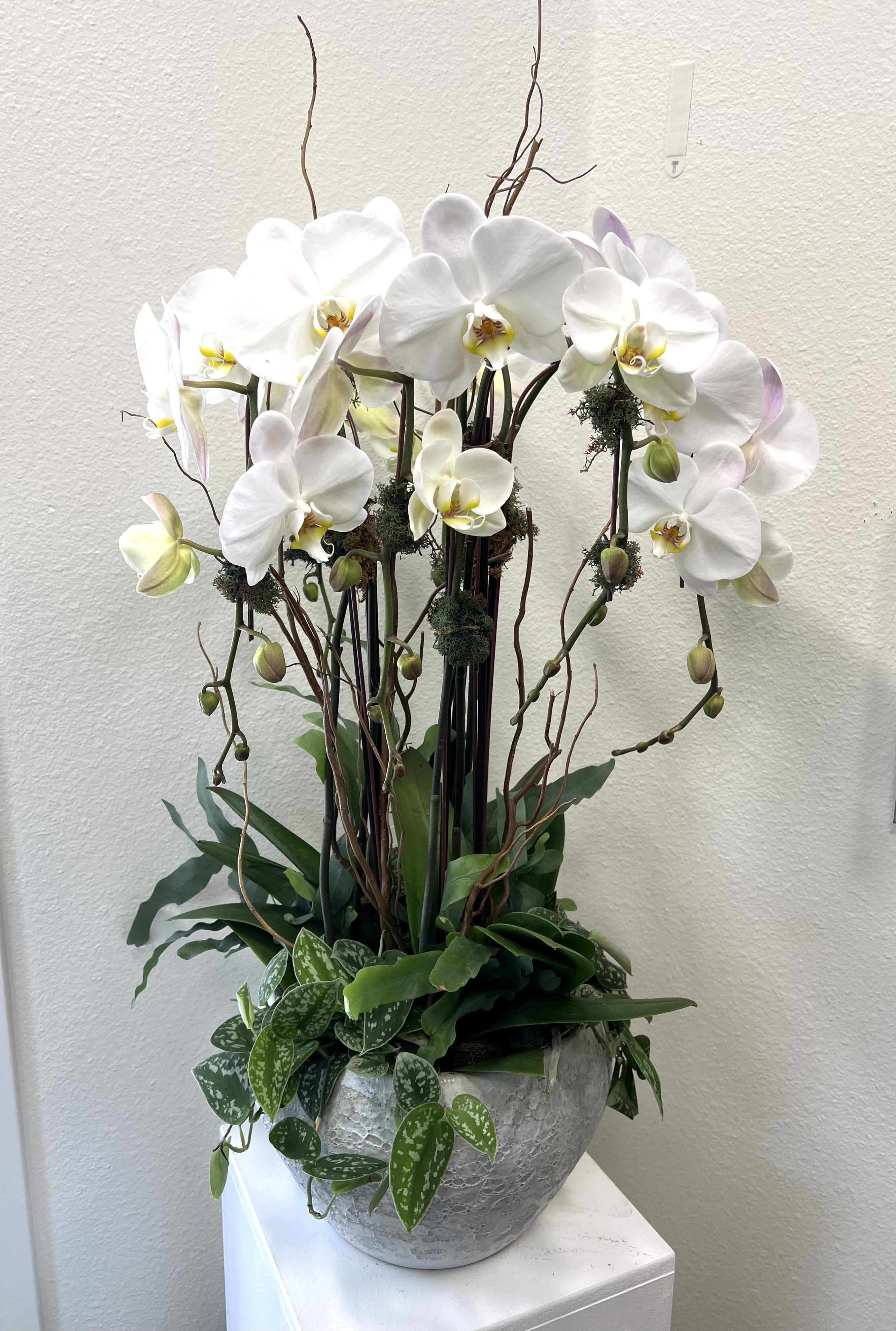 Luxurious  - Stunning waterfall orchids potted in a substantial container. 