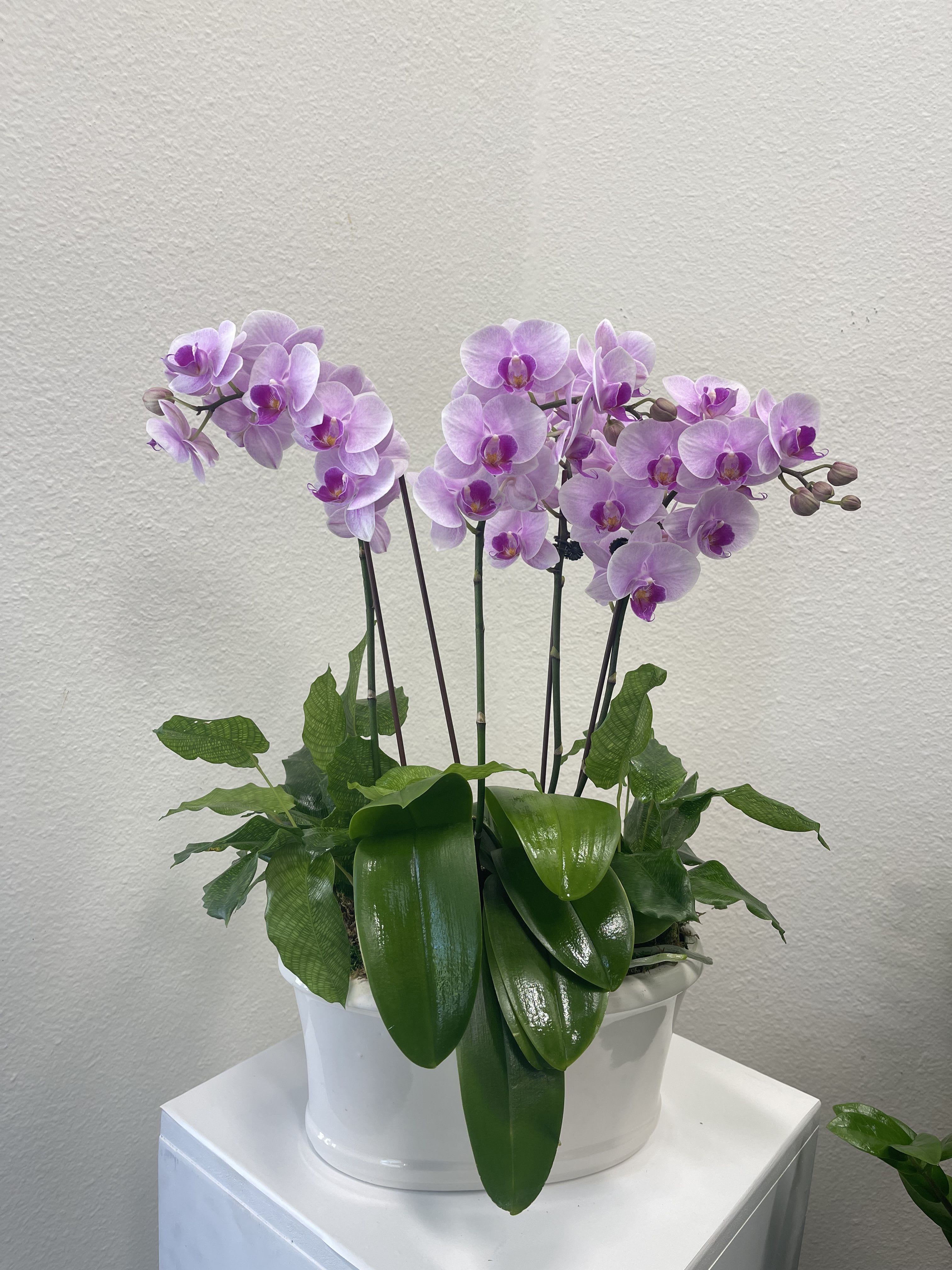 Blooming Orchids - Mini orchids with green plants in an oval white ceramic pot.