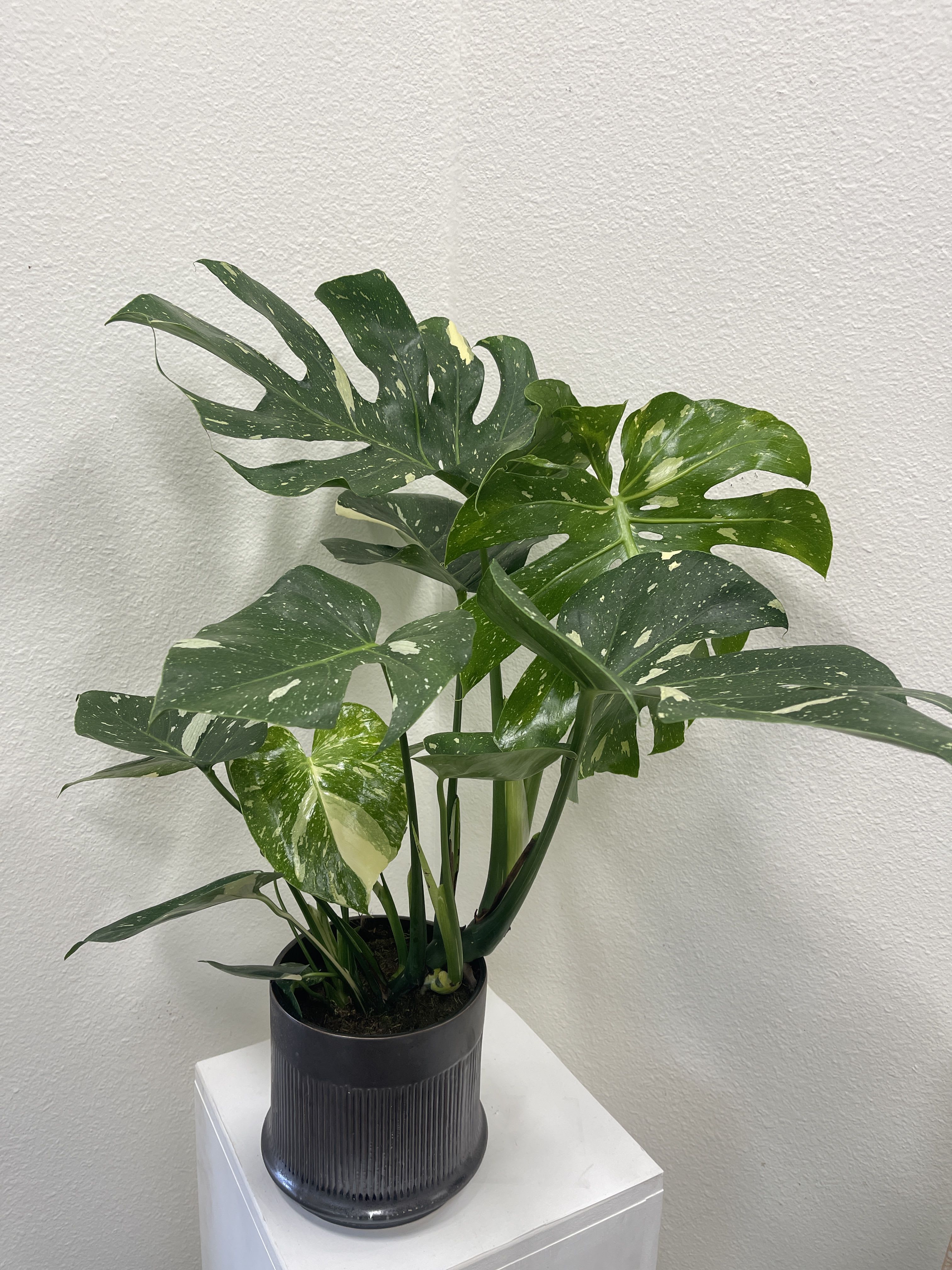Thai Constellation  - Great plant for a collector. Air purifier 