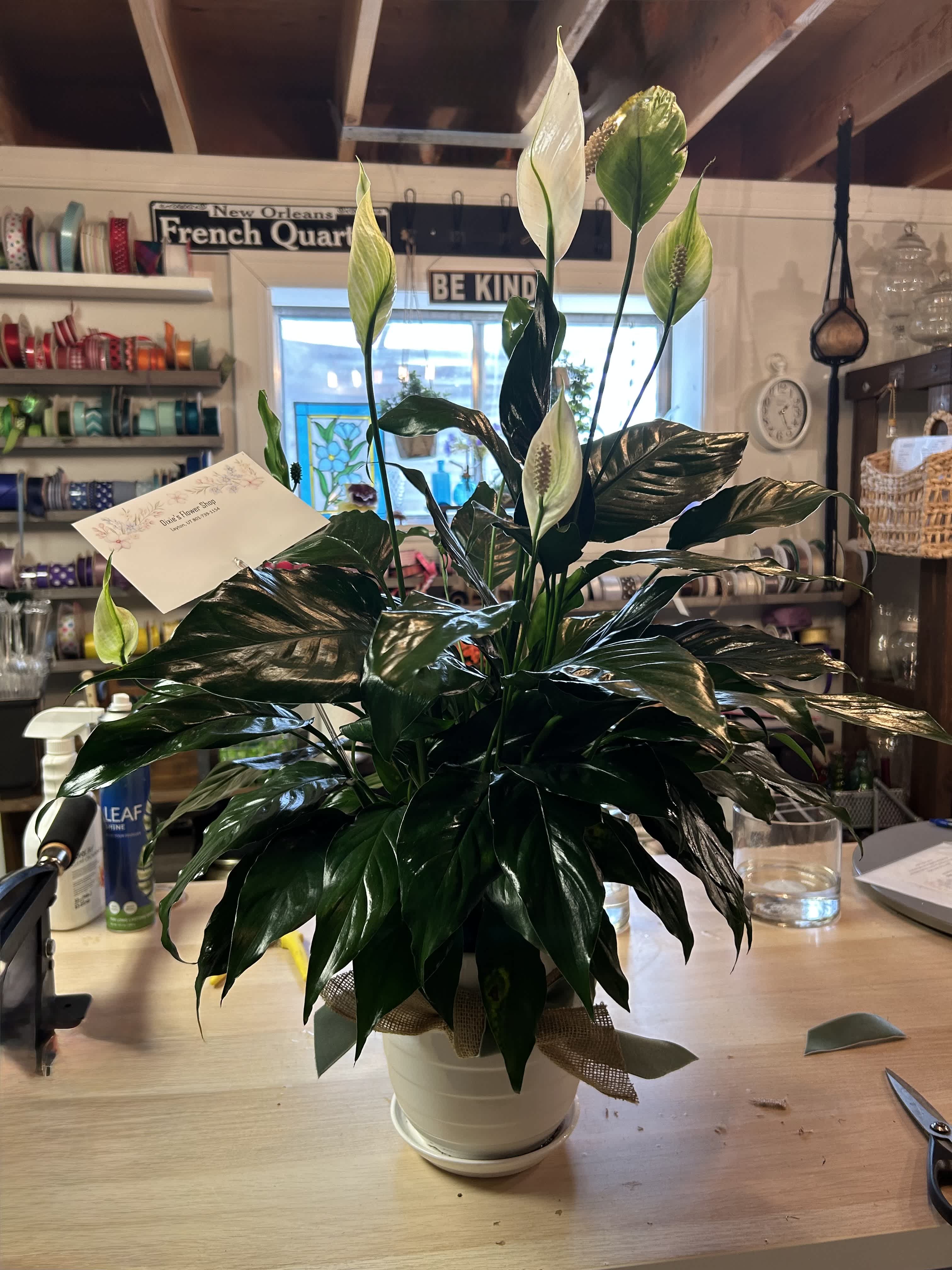 Potted peace lily plant with white blooms and glossy dark leaves