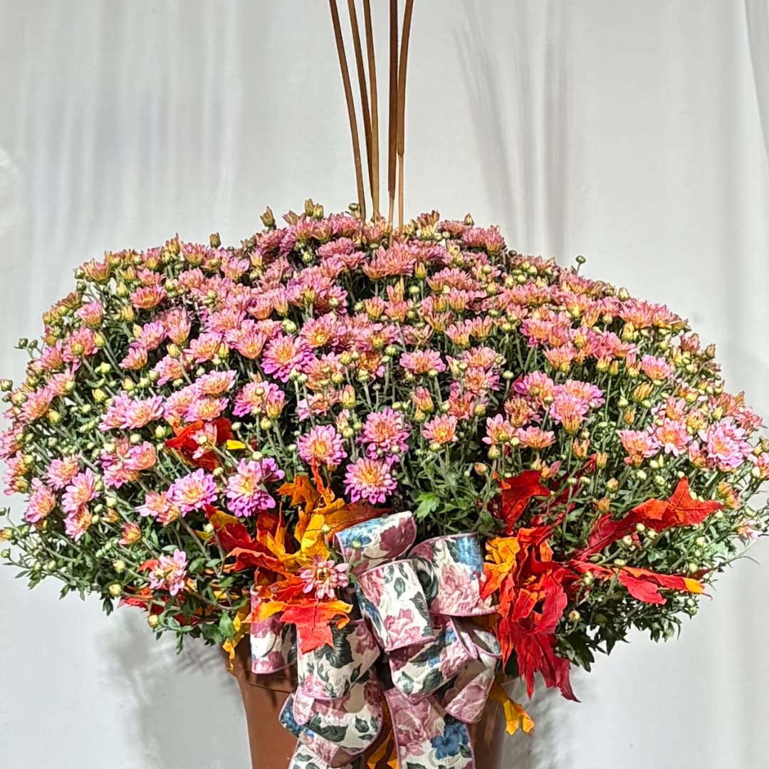 Large pink chrysanthemum arrangement in a container with a patterned bow