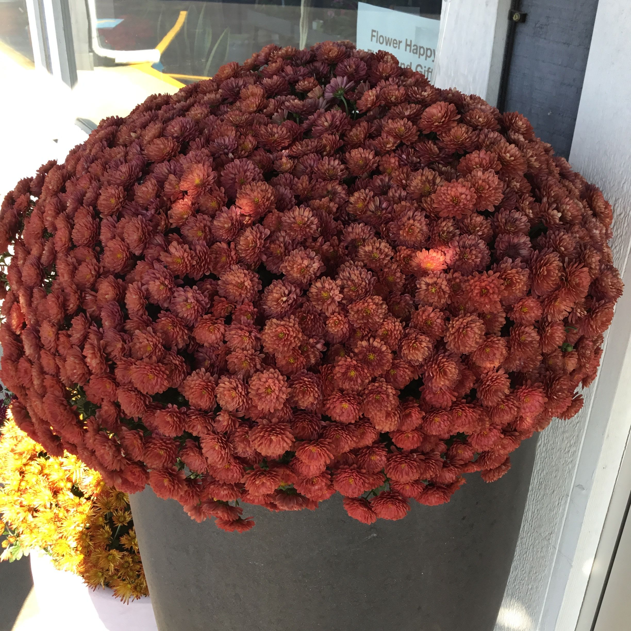 Large mound of burgundy chrysanthemums in a dark planter
