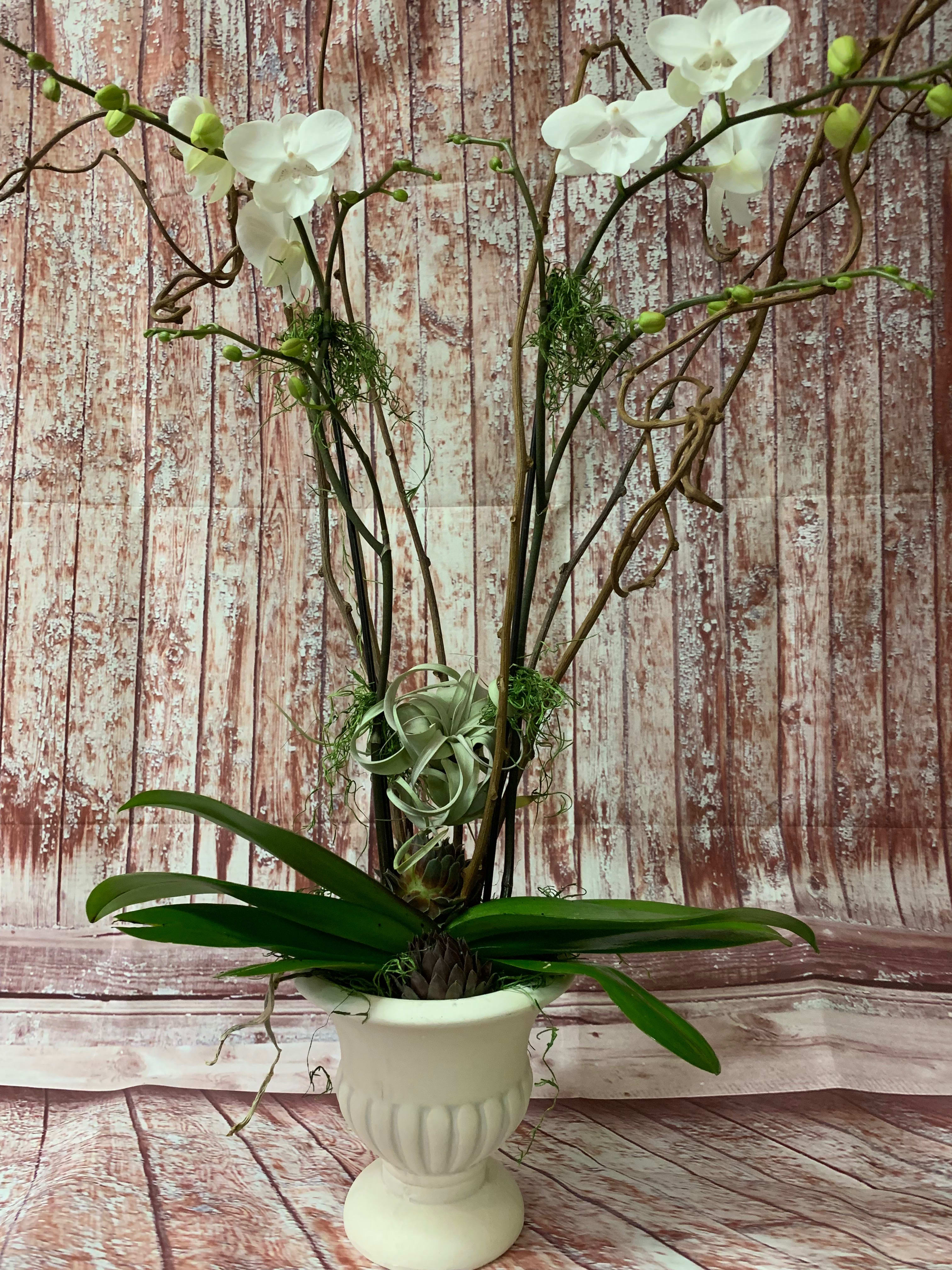 White orchid arrangement in a white pedestal vase