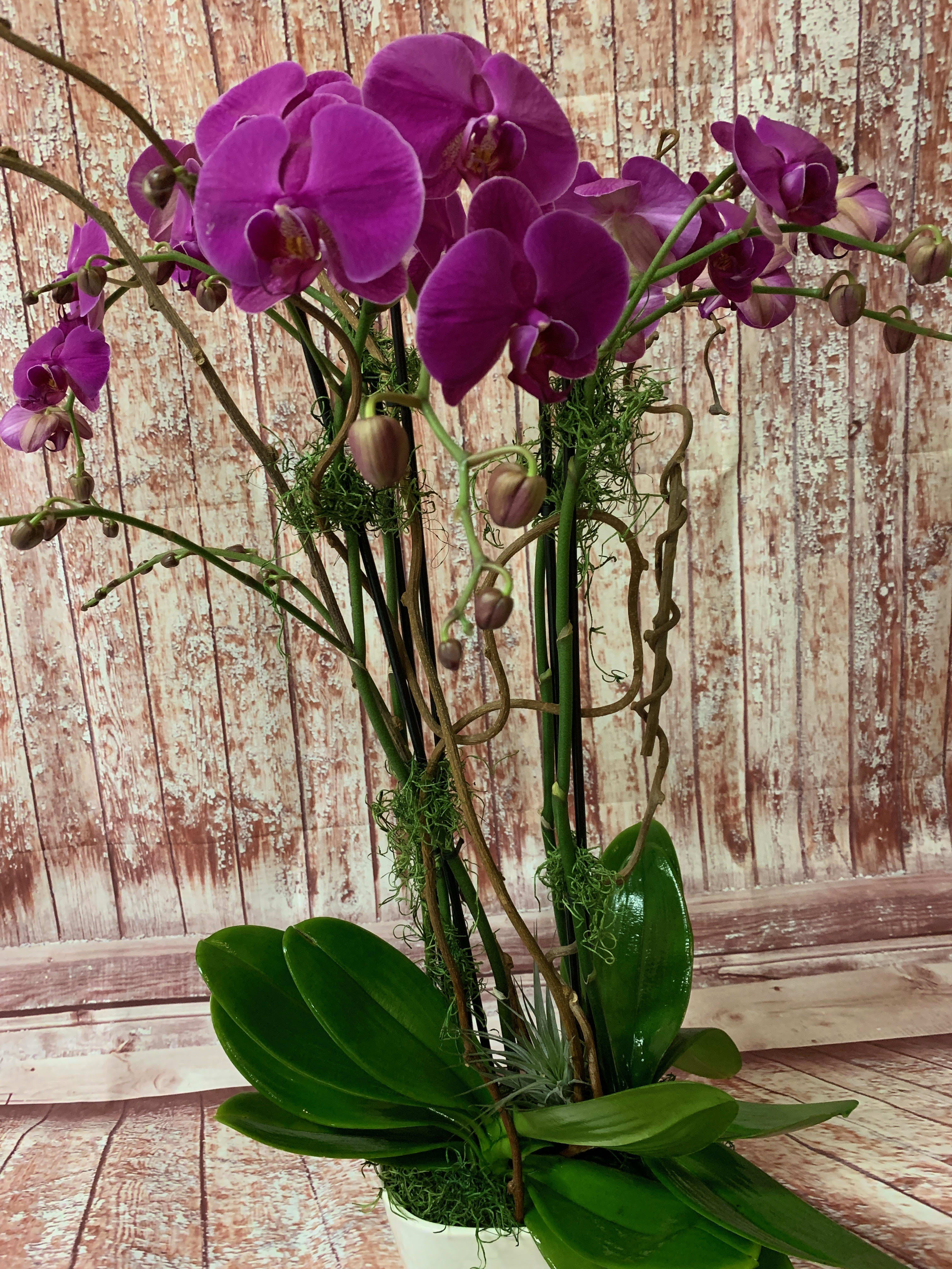 Purple orchids in a white pot with broad green leaves