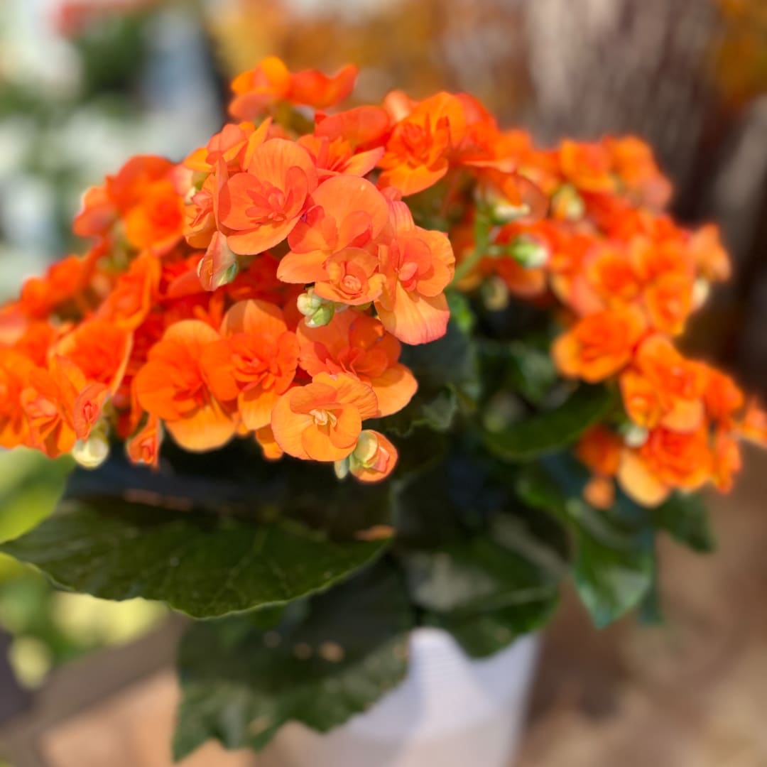 Orange flowers in a white pot with dark green leaves