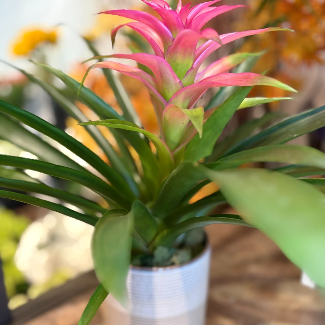 Pink bromeliad in a white pot with green leaves