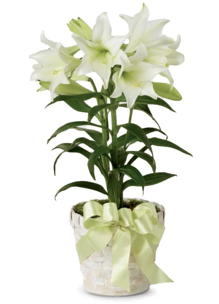 Easter Lily Plant - The elegant white Lily Easter Plant exudes purity and grace, its delicate petals unfurling like whispers of spring. Nestled within a pristine faux wood container, it stands as a symbol of renewal and hope. Adorned with a vibrant green ribbon, it adds a touch of freshness, echoing the promise of new beginnings.  Includes: • White Easter Lily Plant • 6" Diameter Container • Light Green Satin Bow - if you'd Like a different color let us know in notes and we'd gladly change it for you also if you would like  brown pot cover instead of white let us know we can change that too (: