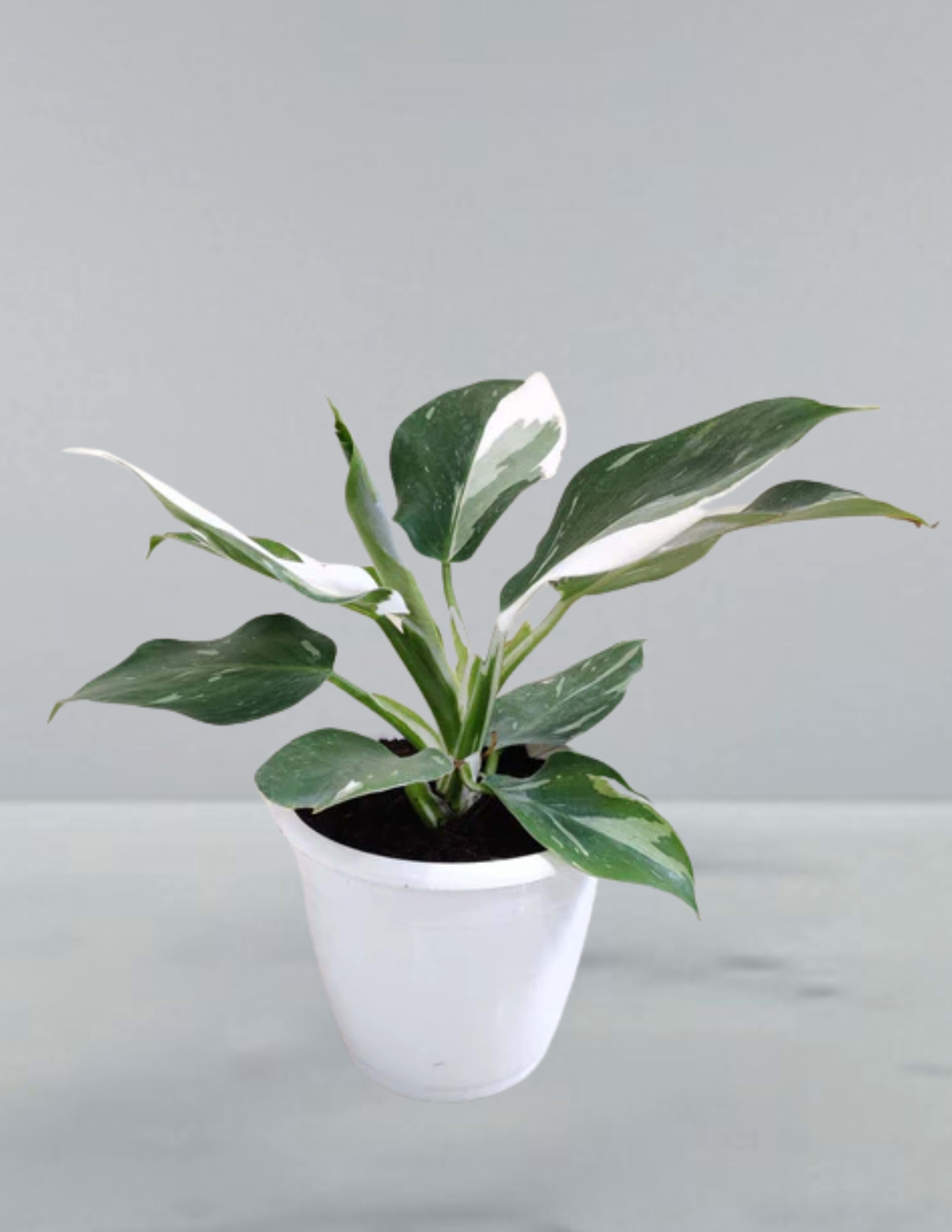 Variegated potted plant in a white pot