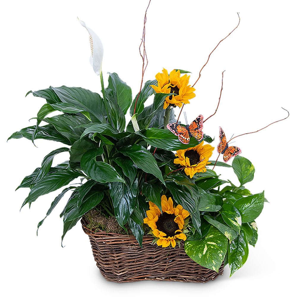 Basket planter with white peace lily and yellow sunflowers