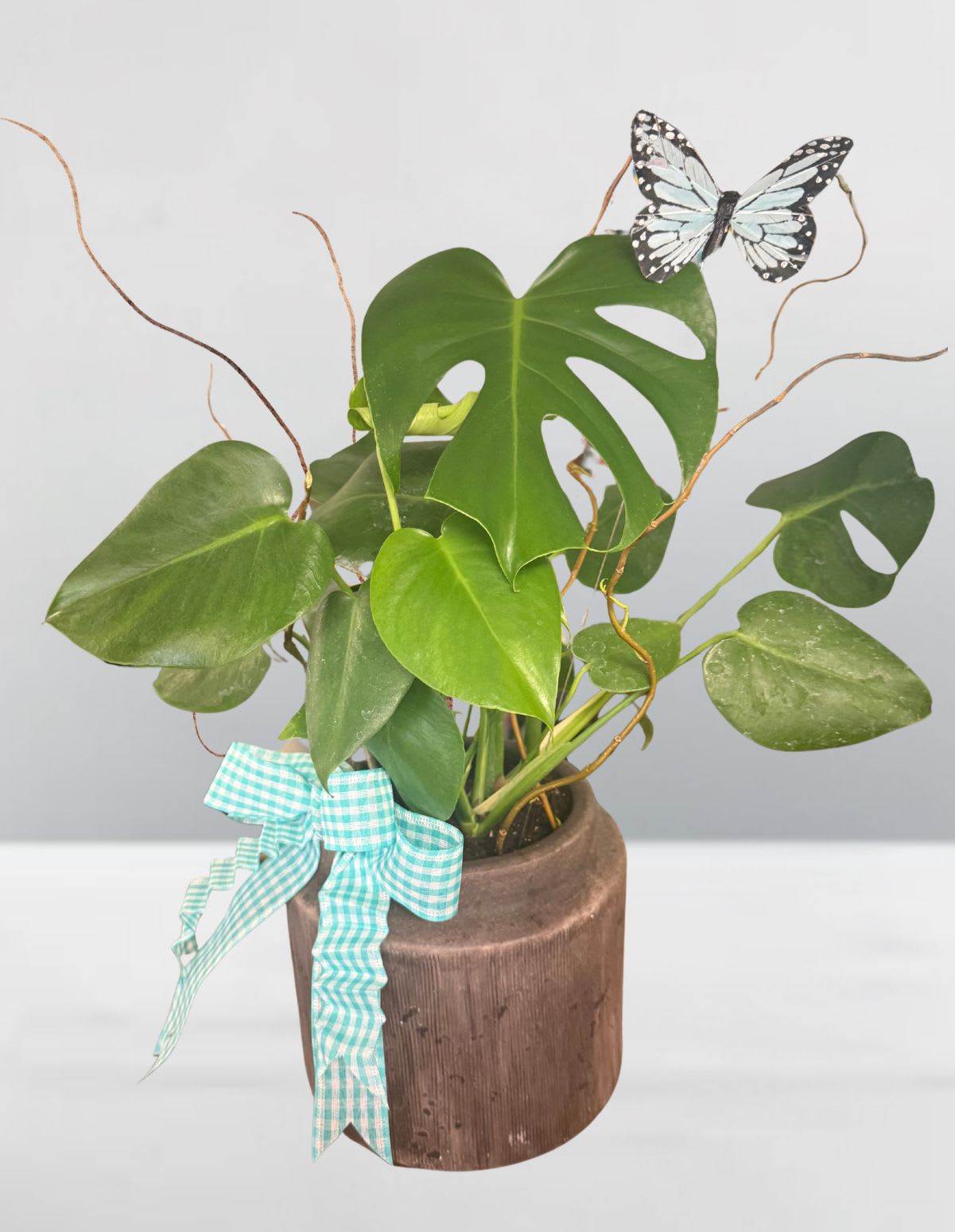 Potted monstera plant with a butterfly decoration and gingham ribbon