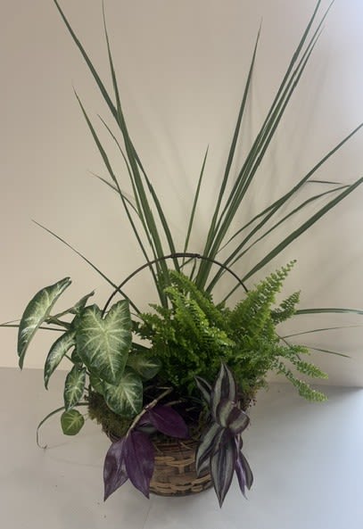 8" Premier Dish Garden - Our 8" Premier Dish Garden features four lush 5" plants arranged in a classic basket and accented with natural preserved moss. This beautiful plant garden makes a thoughtful gift for sympathy, birthdays, housewarmings, or any occasion, bringing lasting beauty to any home or office.  Plant varieties may vary based on seasonal availability.