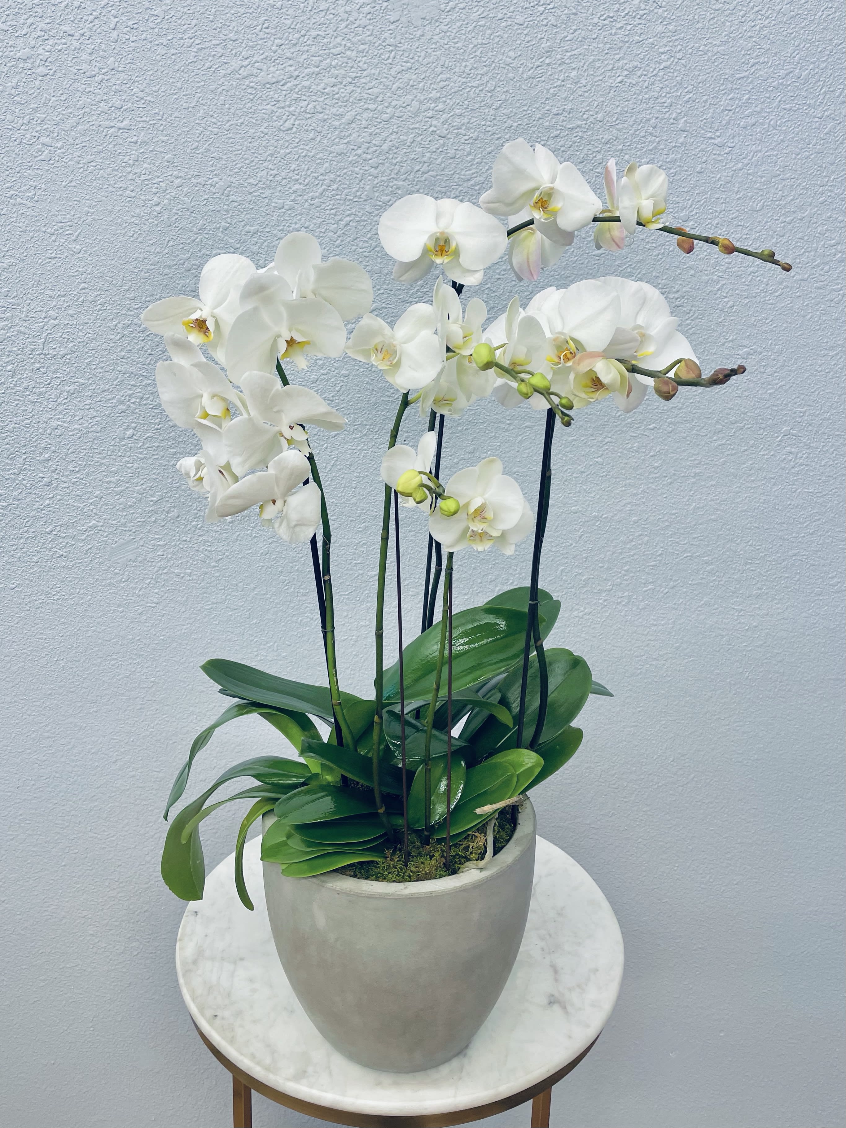 White orchids in a gray pot on a round table