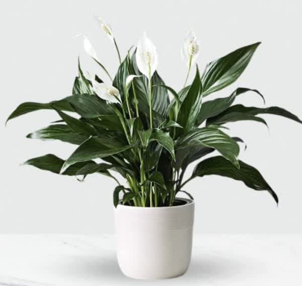 Potted peace lily with white blooms in a white planter