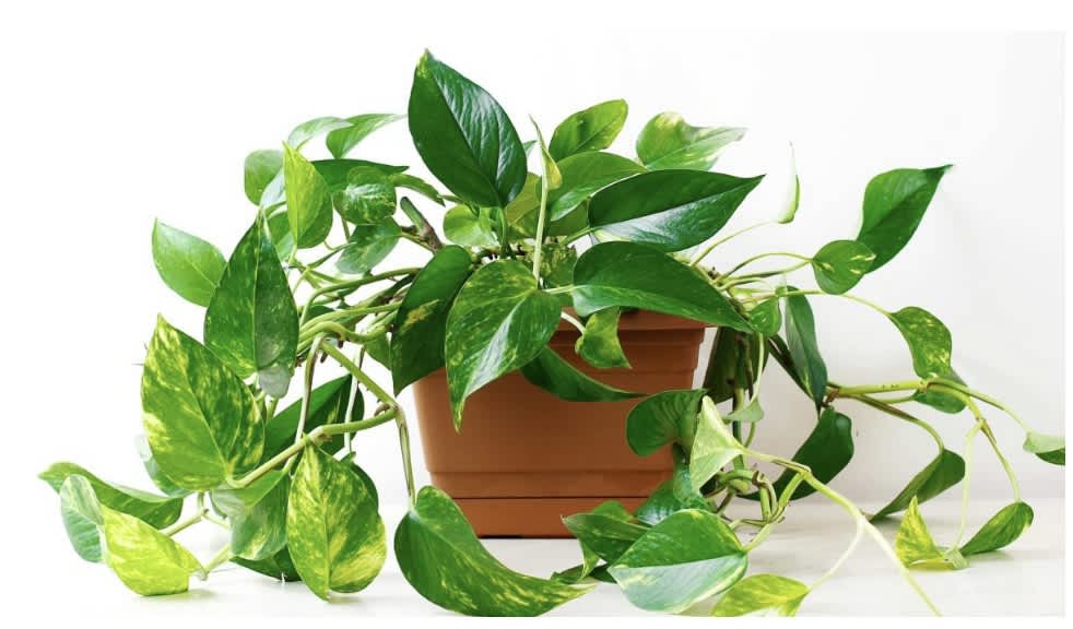 Trailing pothos plant in a terracotta pot