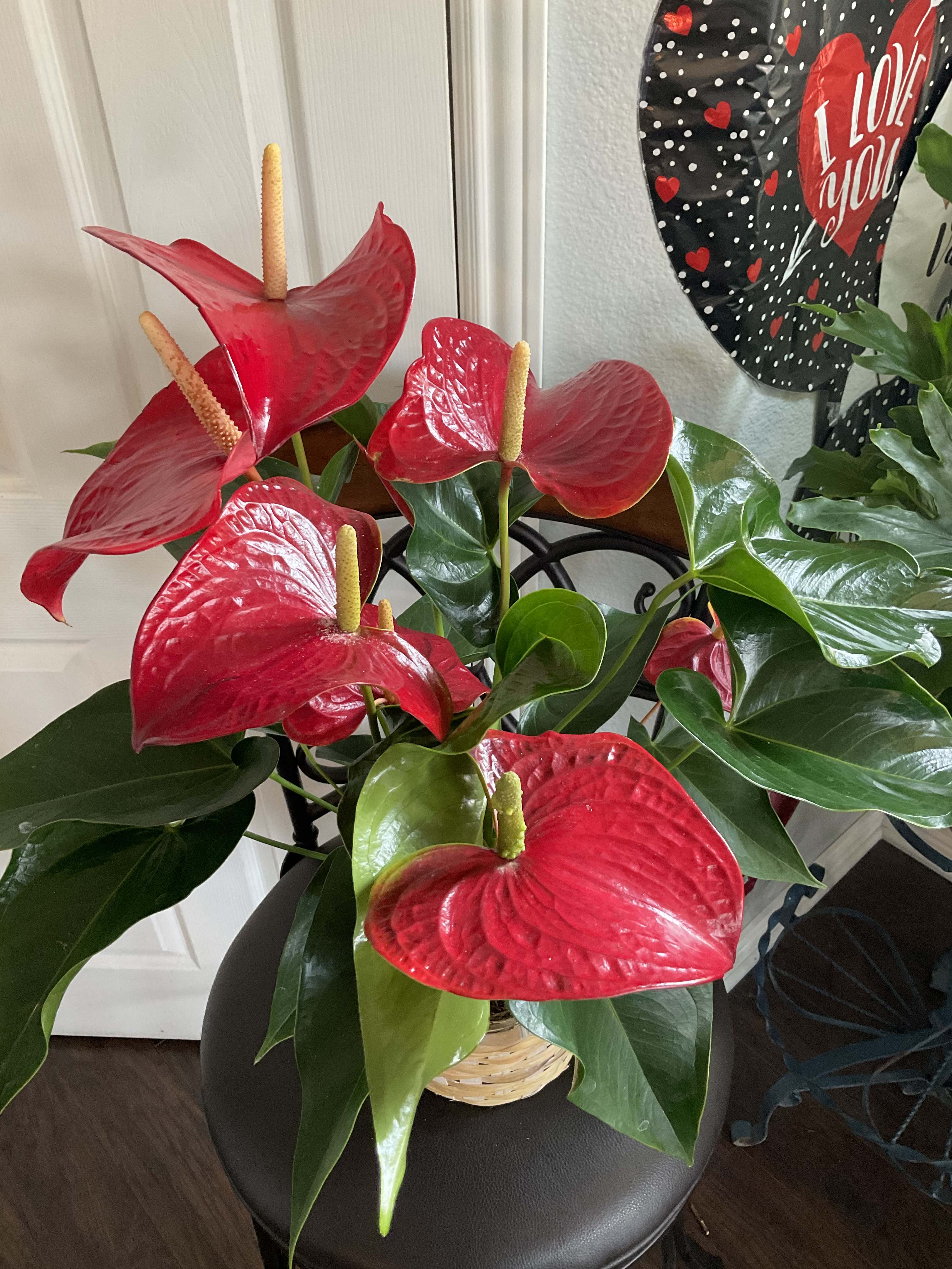 Red anthurium flowers in a basket with glossy green leaves