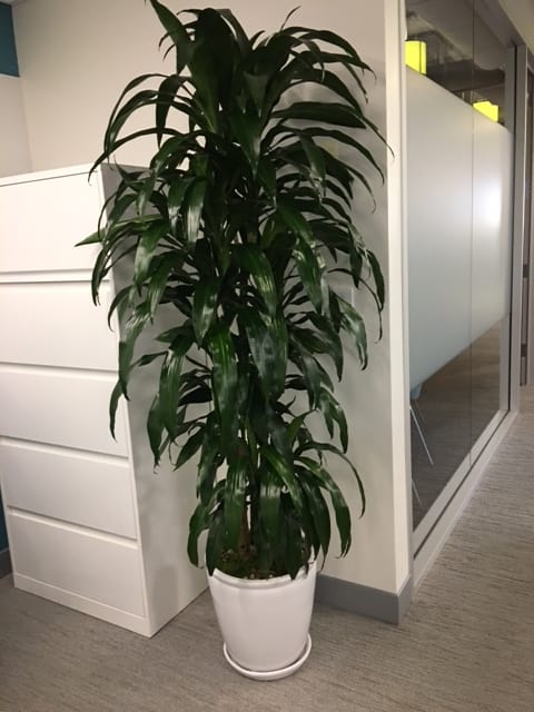 Tall leafy potted plant in a white container
