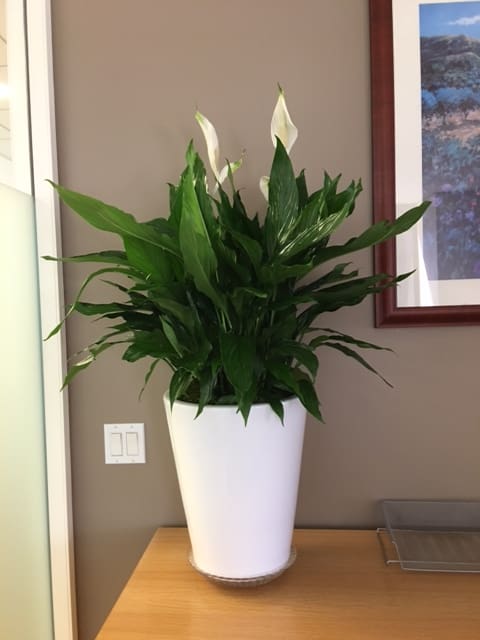 White peace lilies in a tall white planter