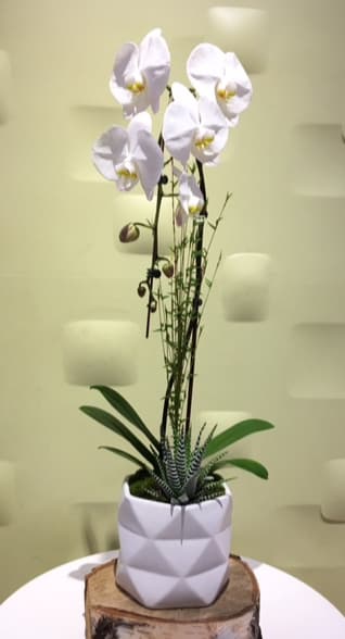 White orchid plant in a geometric white pot on a wood slice