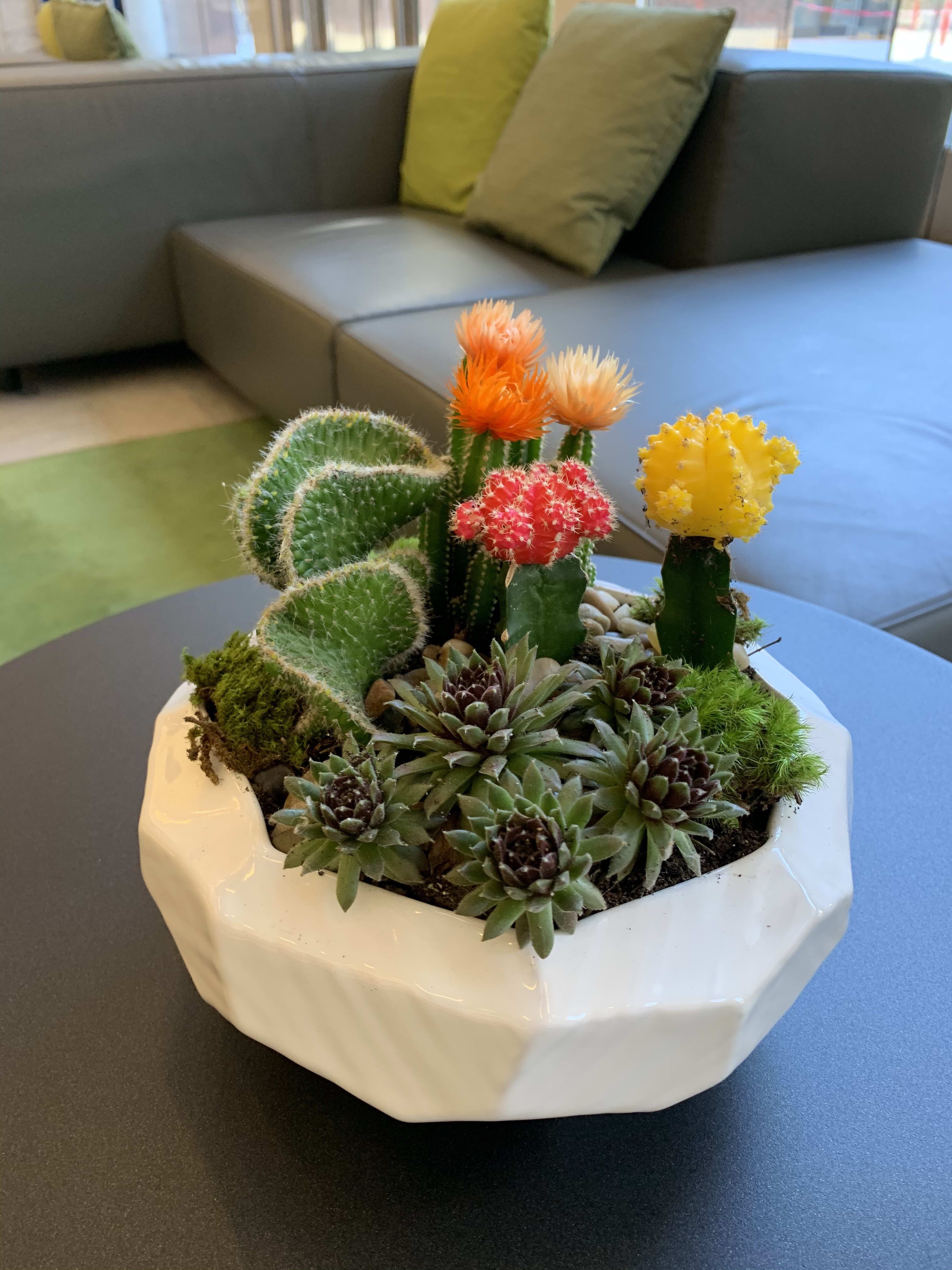 Succulent and cactus arrangement in a white ceramic planter