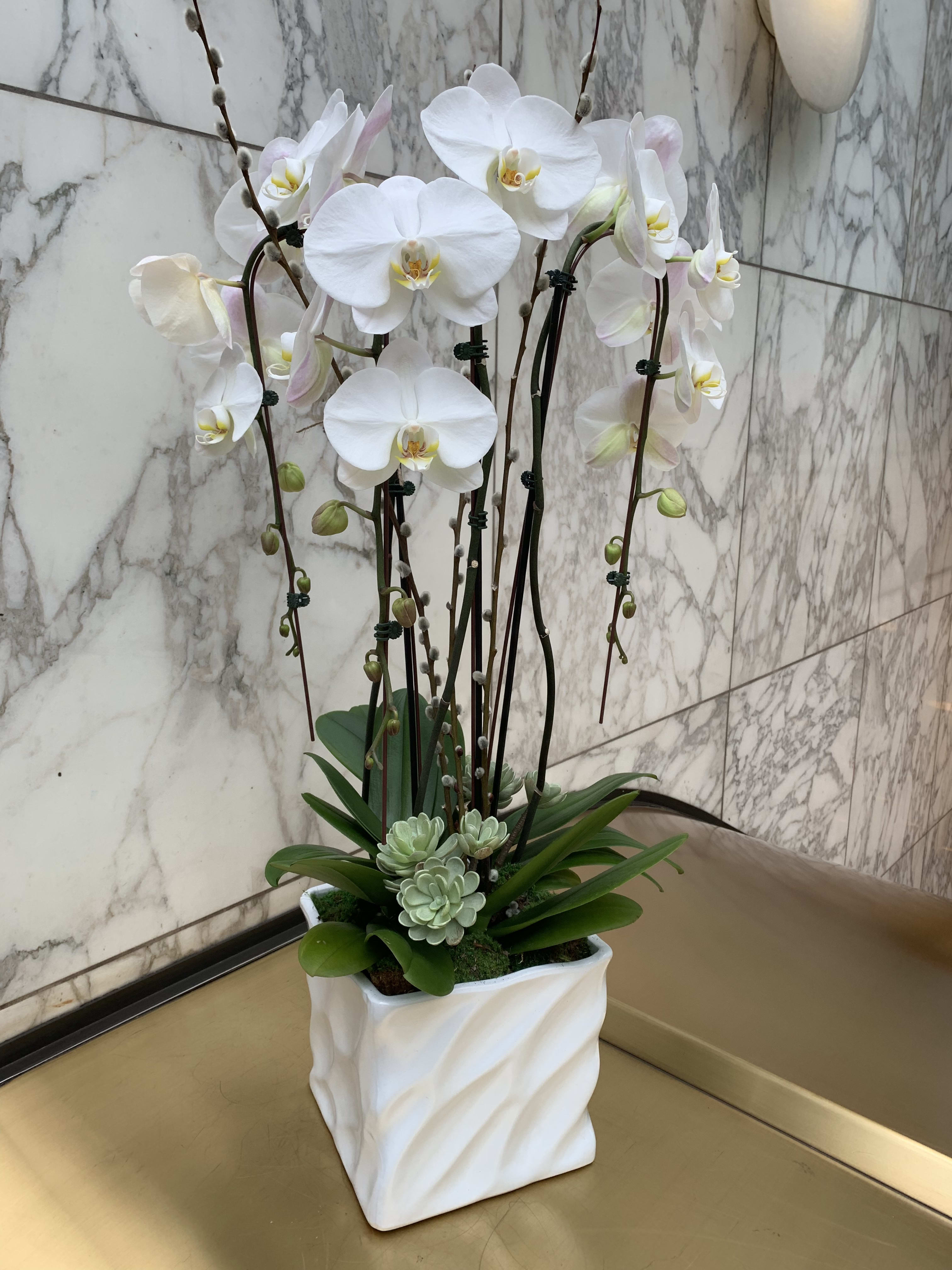 White orchids in a square white planter with succulents