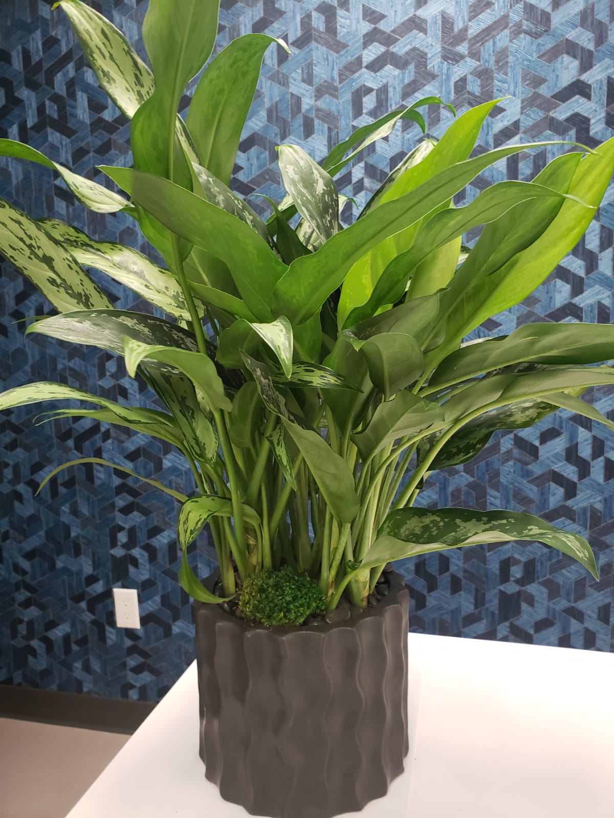 Potted green houseplant with broad variegated leaves in a dark planter