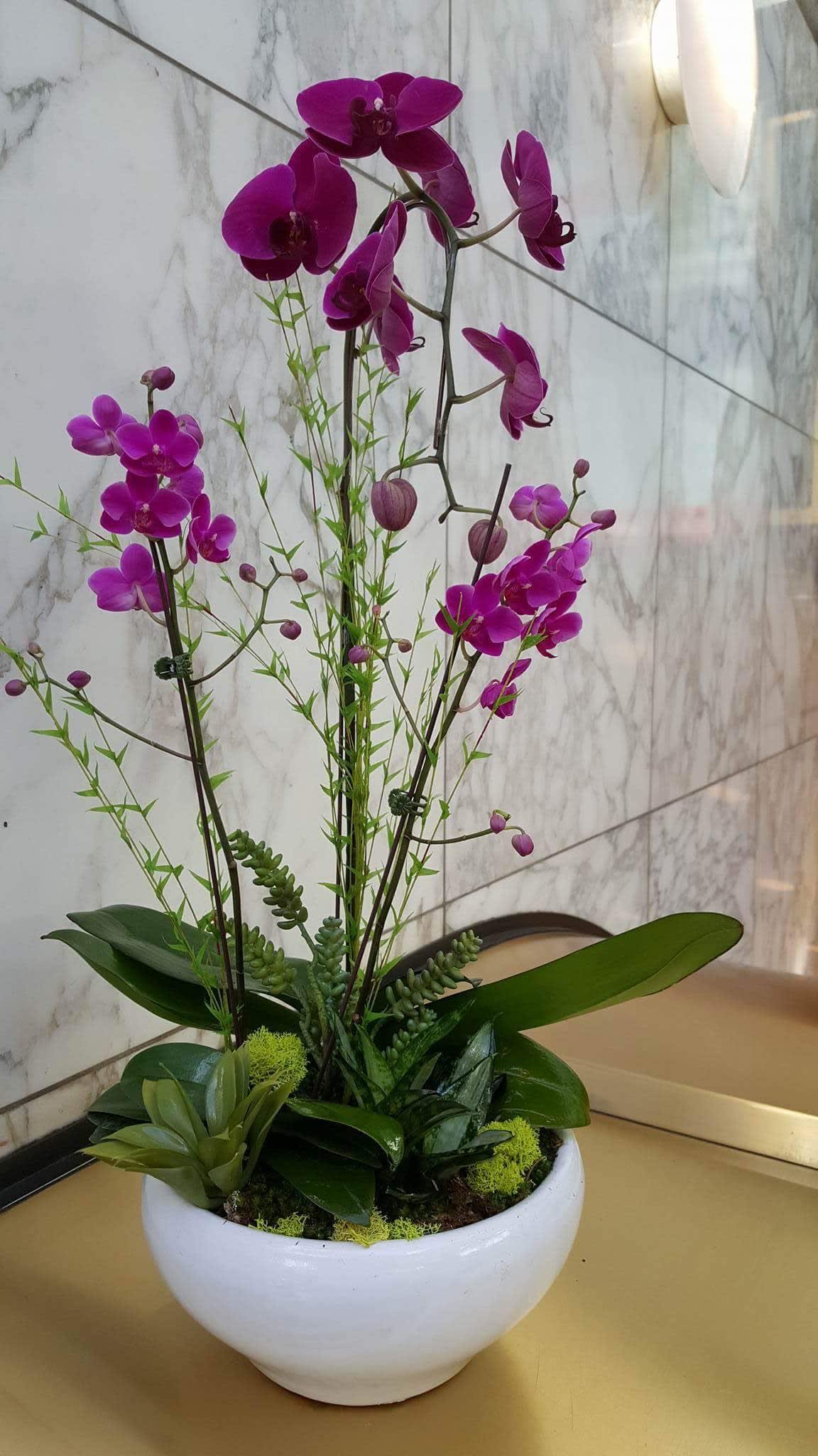 Purple orchid arrangement in a white bowl planter