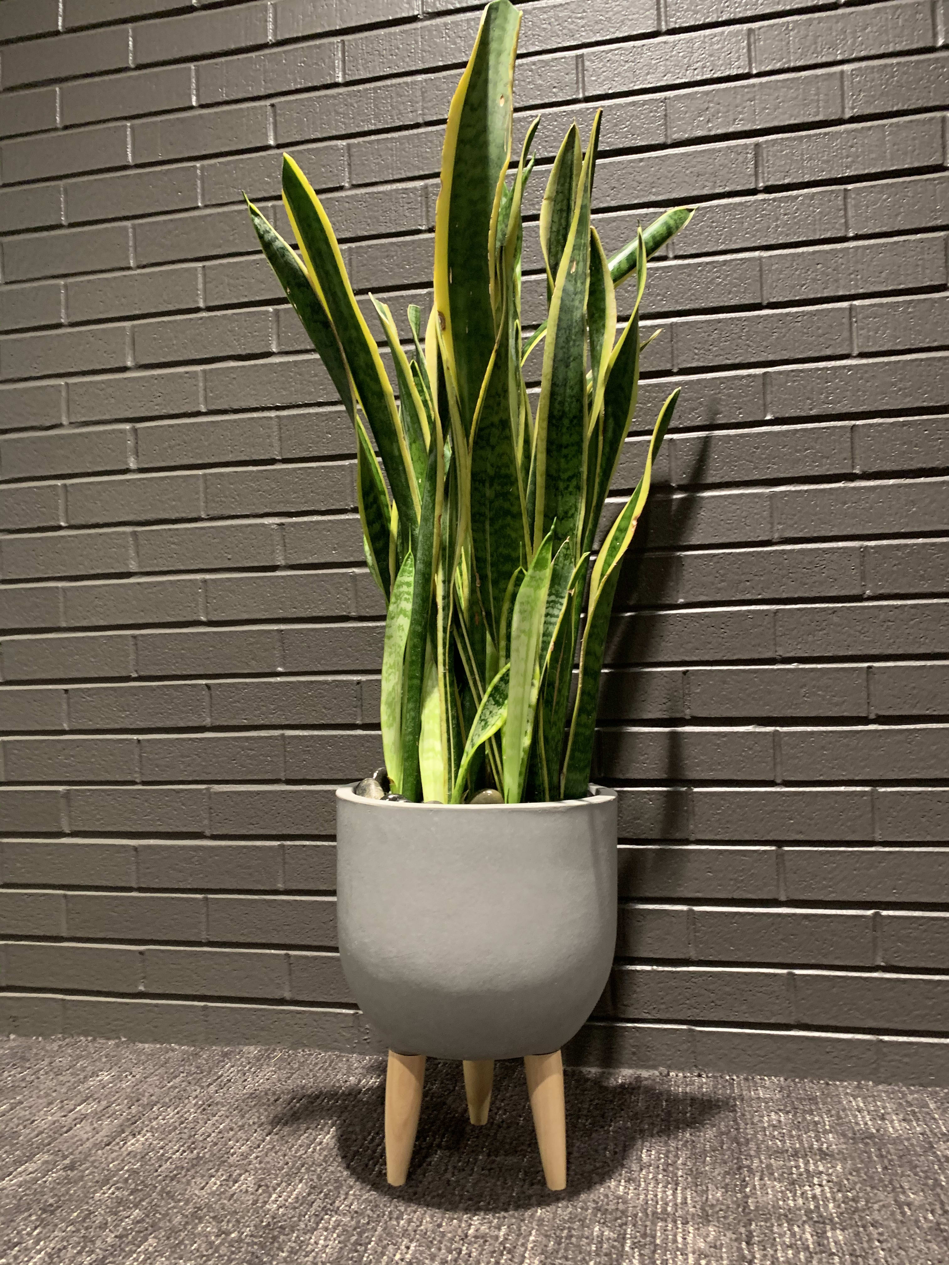 Tall snake plant in a gray planter with wooden legs