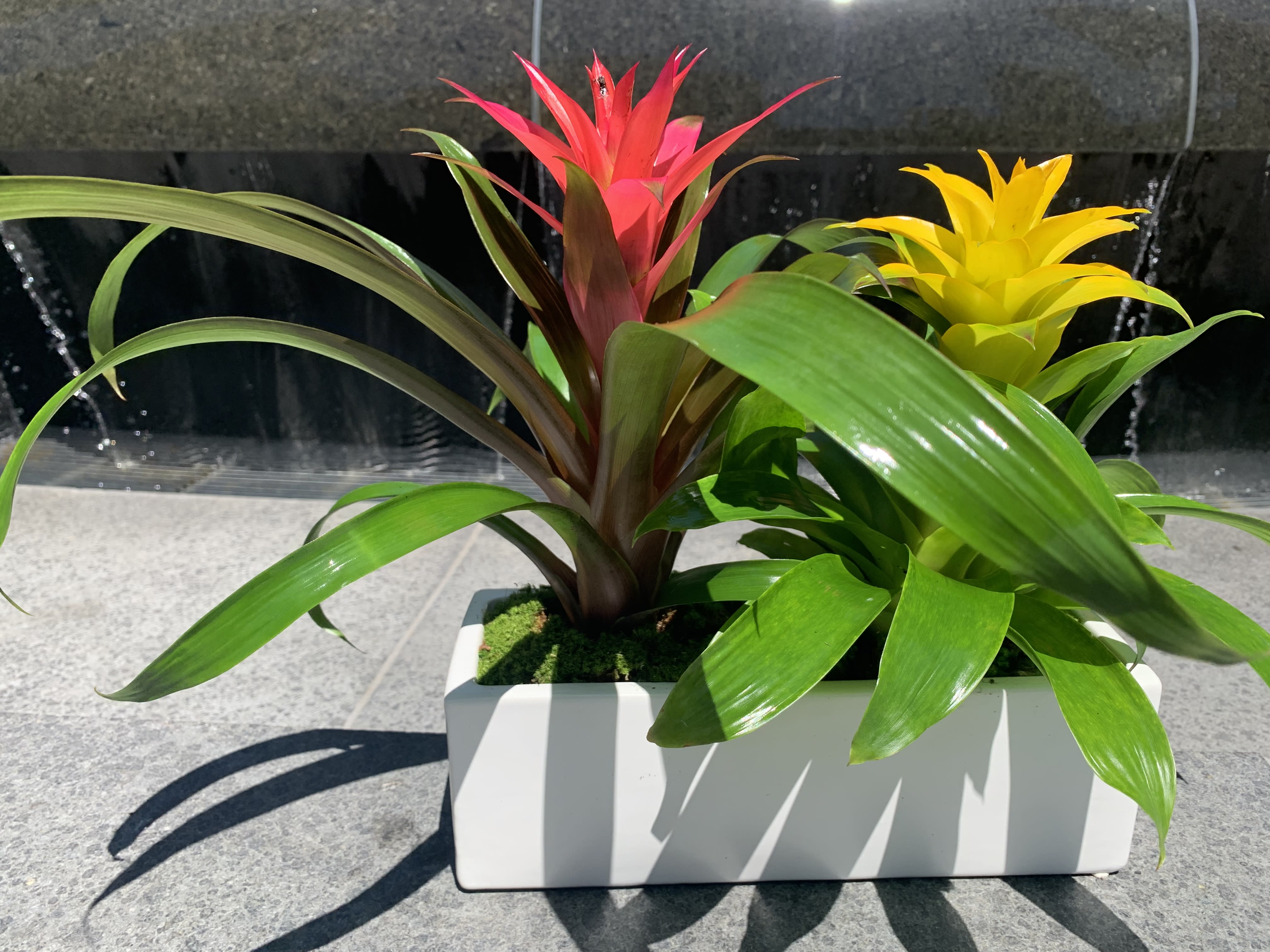 Two colorful bromeliad plants in a white rectangular planter