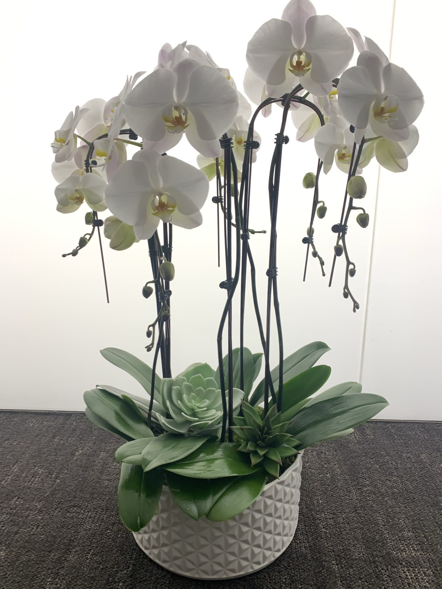 White orchids arranged in a geometric ceramic pot with succulents