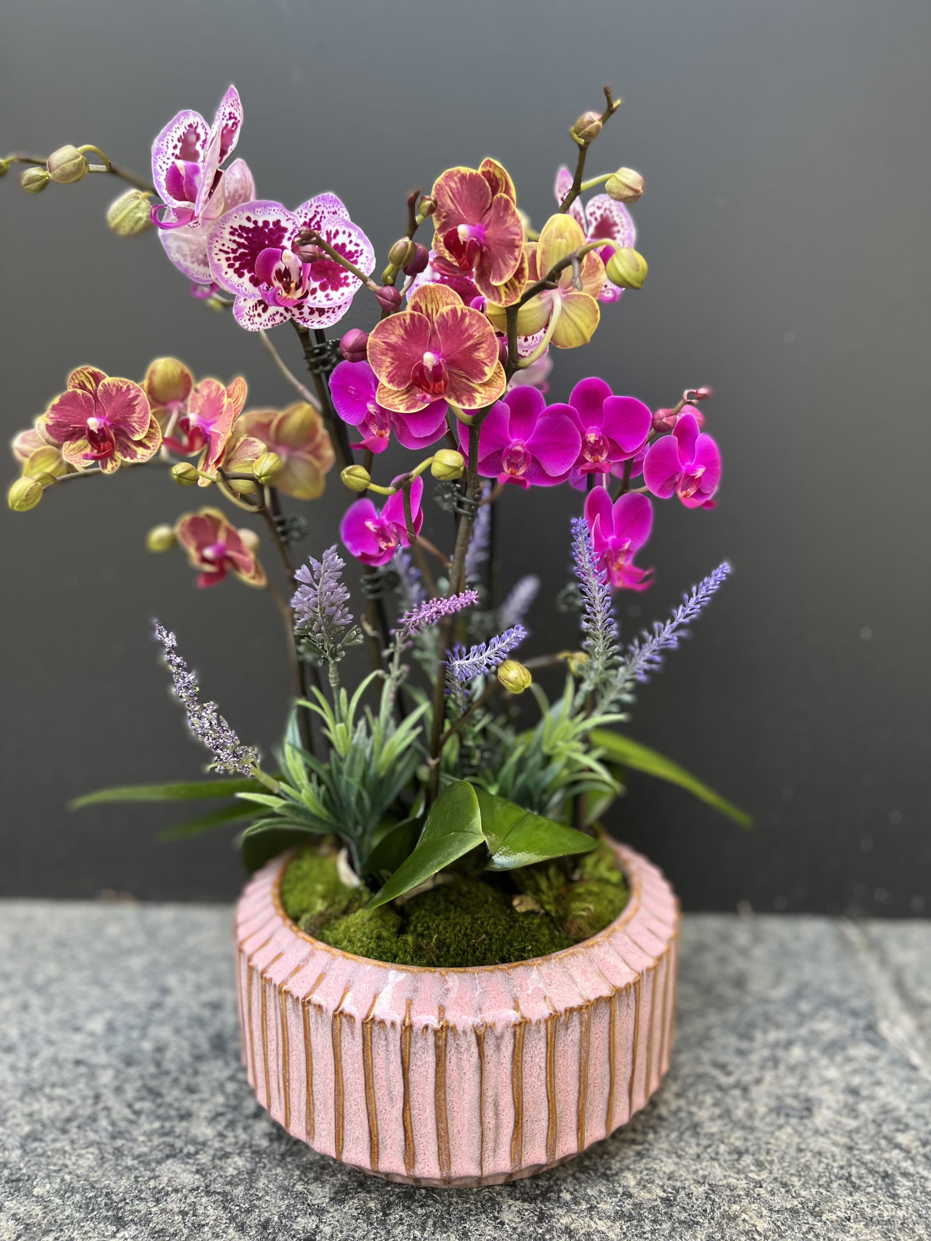 Potted orchid arrangement in a pink ribbed ceramic container