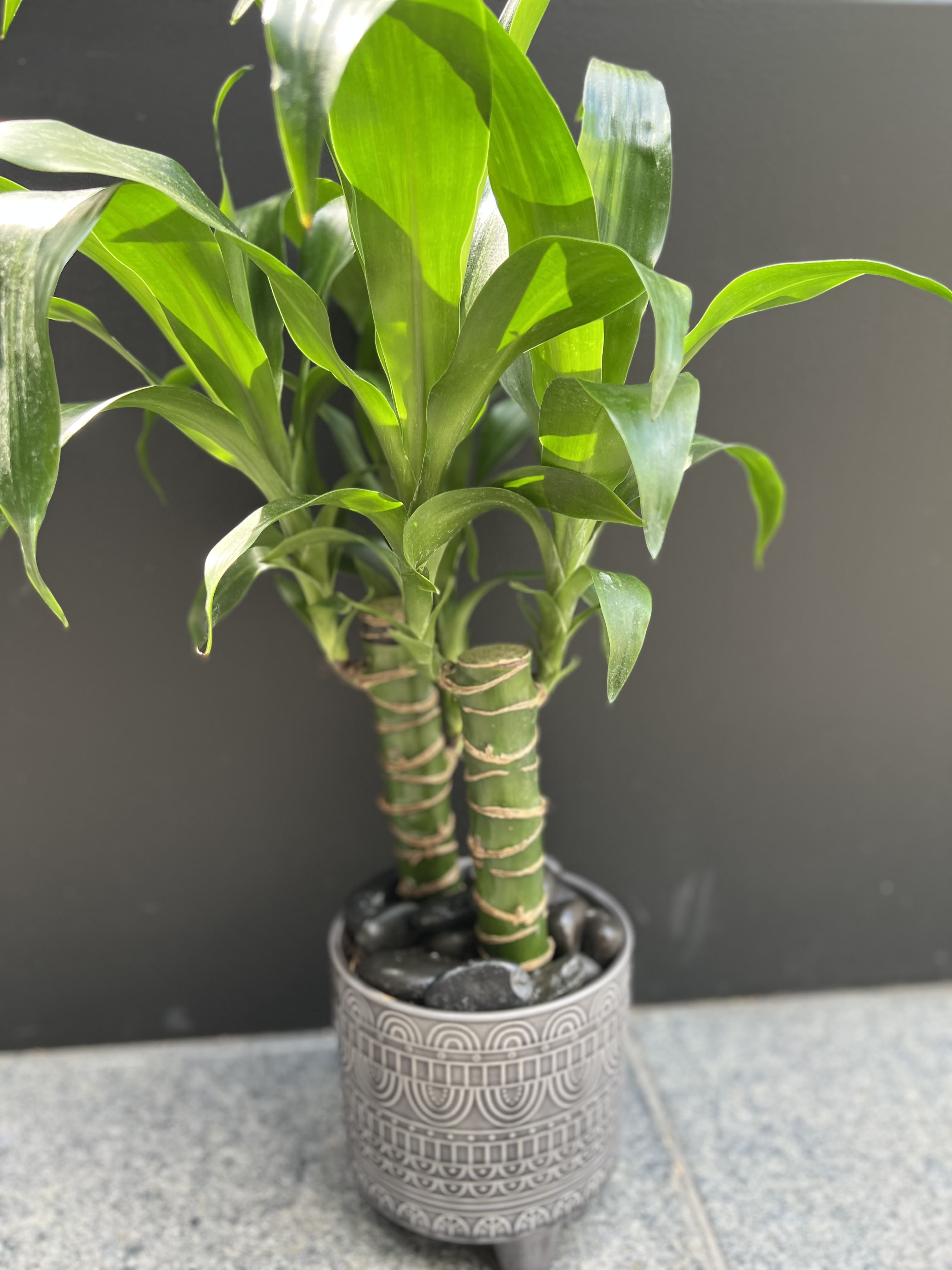 Potted lucky bamboo plant in a patterned ceramic container
