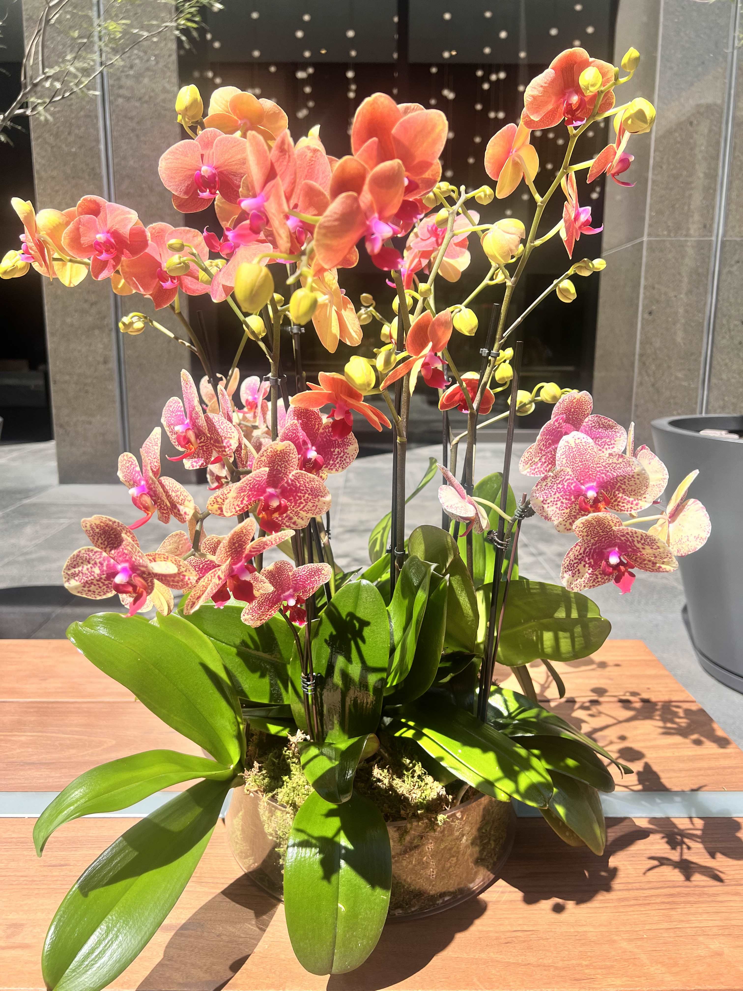 Potted orchids with pink and orange blooms in a glass bowl