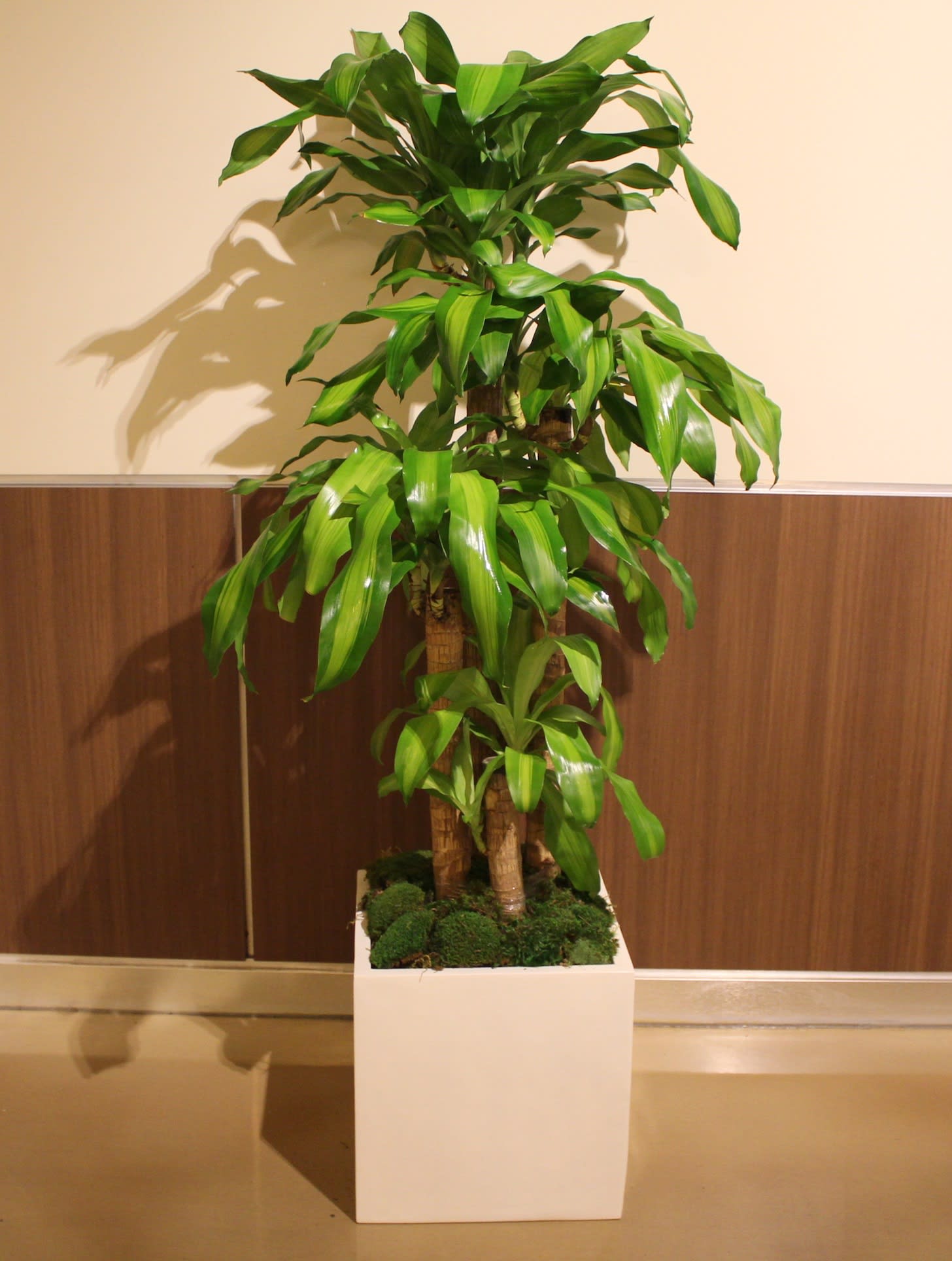 Tall potted dracaena plant in a white square planter